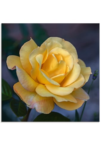 Glasbild »Gelbe Rose«, Blumen, (1 St.)