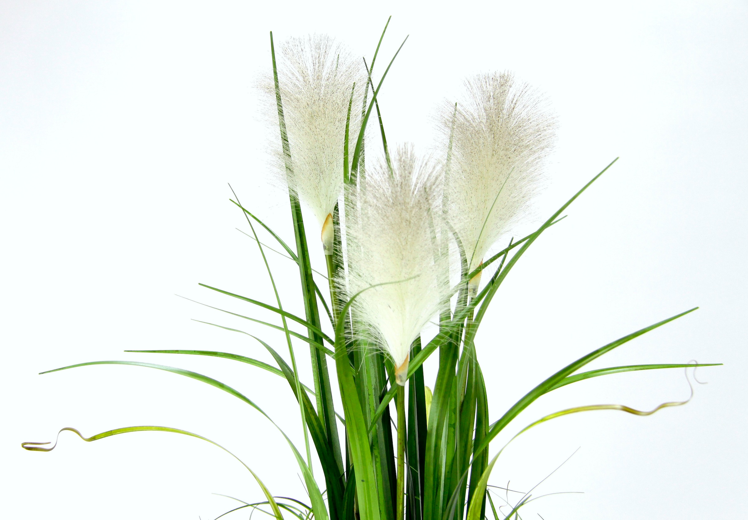 I.GE.A. Kunstpflanze »Pampasgras«, Mit Übertopf, künstliches Pampas Gras