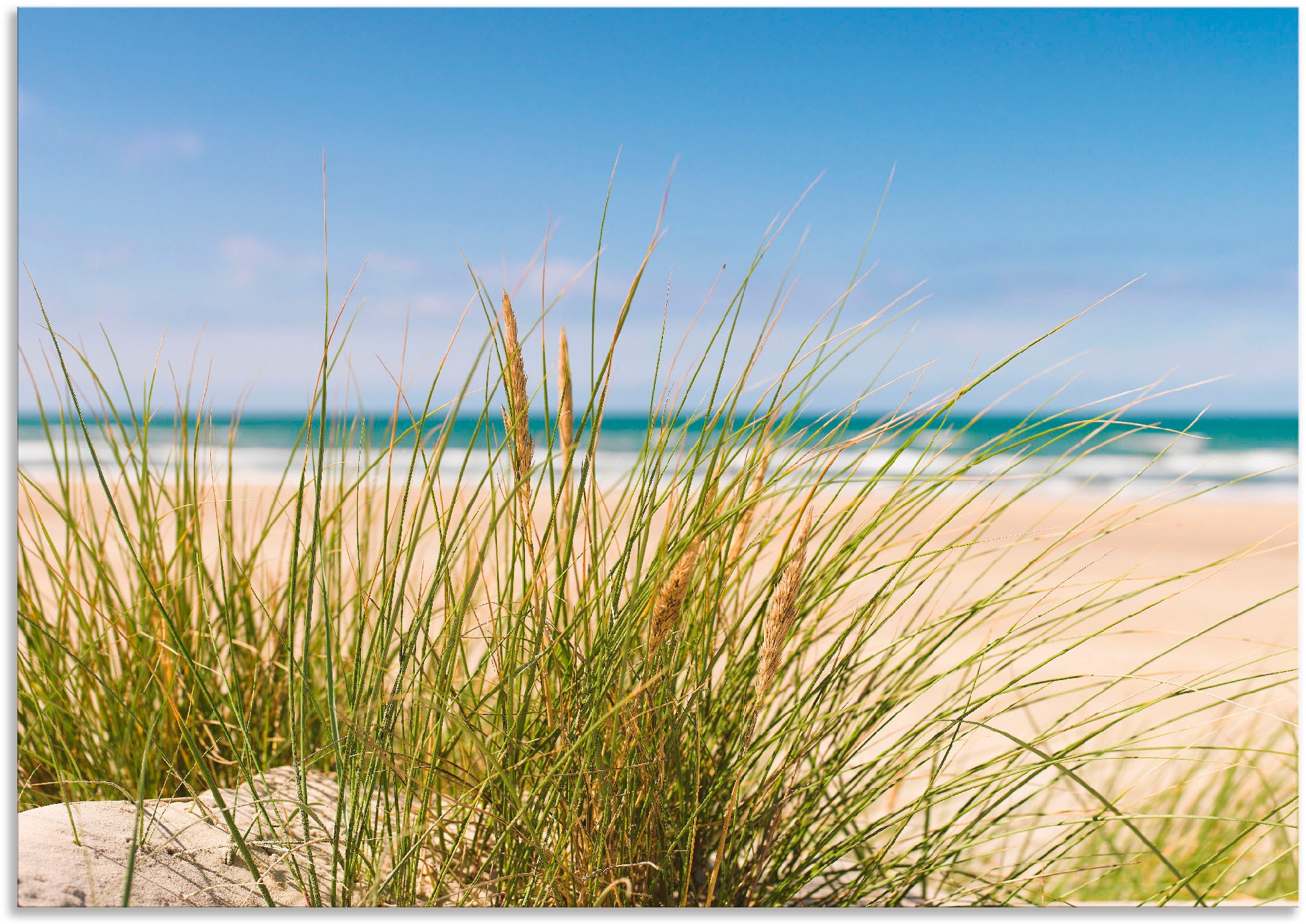 Artland Wandbild »Dünengras«, Strand, (1 St.), als Alubild, Outdoorbild, Le günstig online kaufen