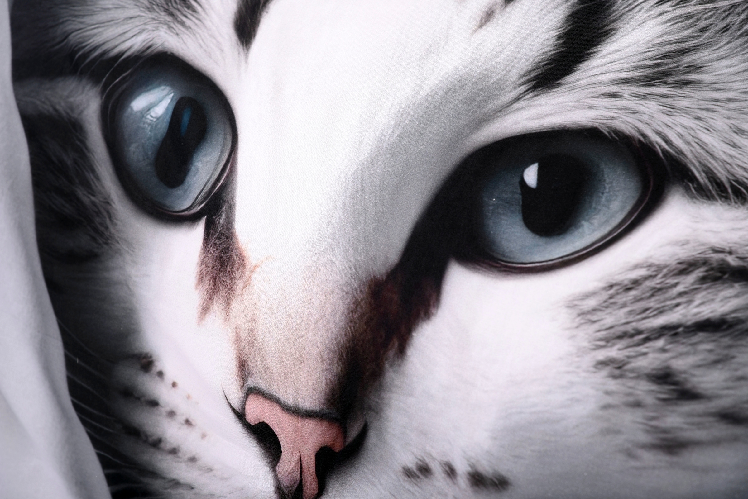 Herding Young Collection Bettwäsche »YC Katze«, mit tollem Motiv