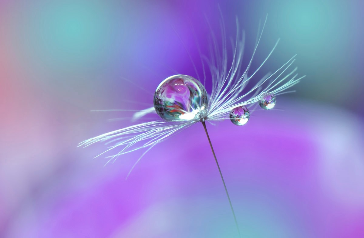 Papermoon Fototapete »Wassertropfen auf Blume« günstig online kaufen