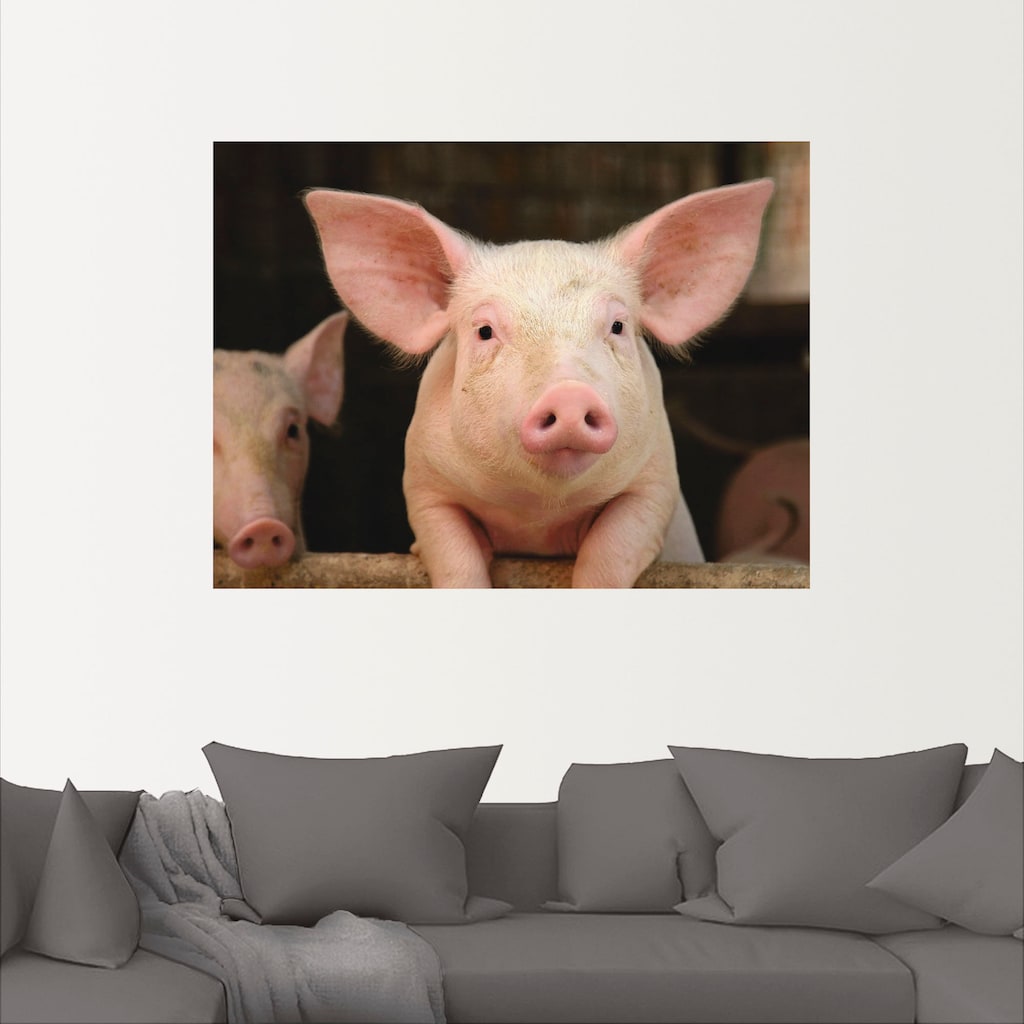 Artland Wandbild »Vorwitziges Schwein«, Haustiere, (1 St.), als Leinwandbild, Wandaufkleber in verschied. Größen