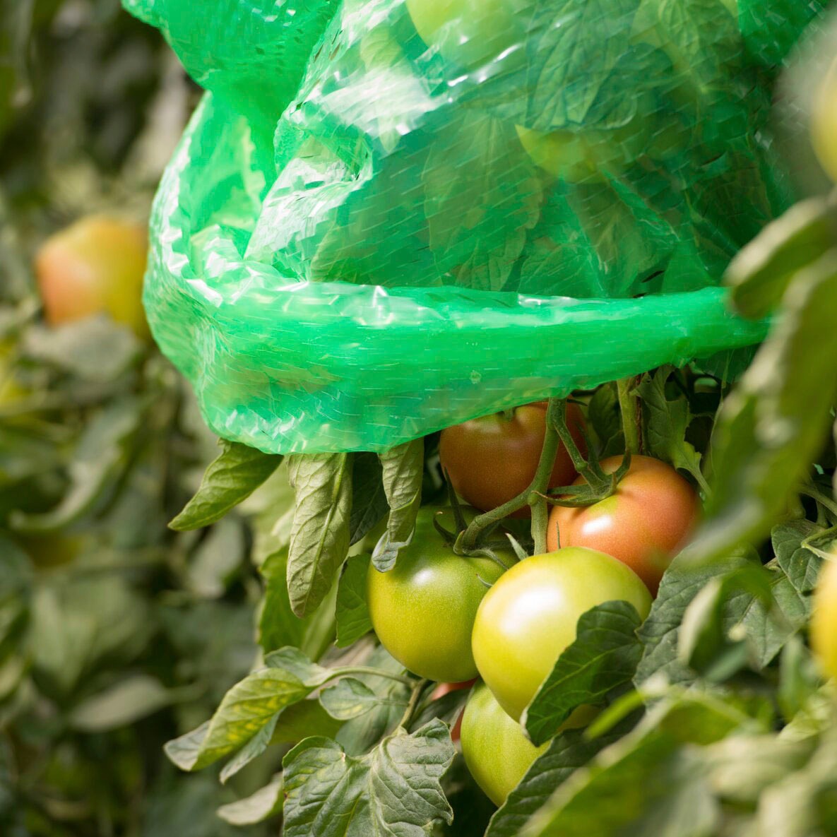 Windhager Winterschutzhaube, Tomaten-Folienhaube, mitwachsend, 1,25 x 0,65 m