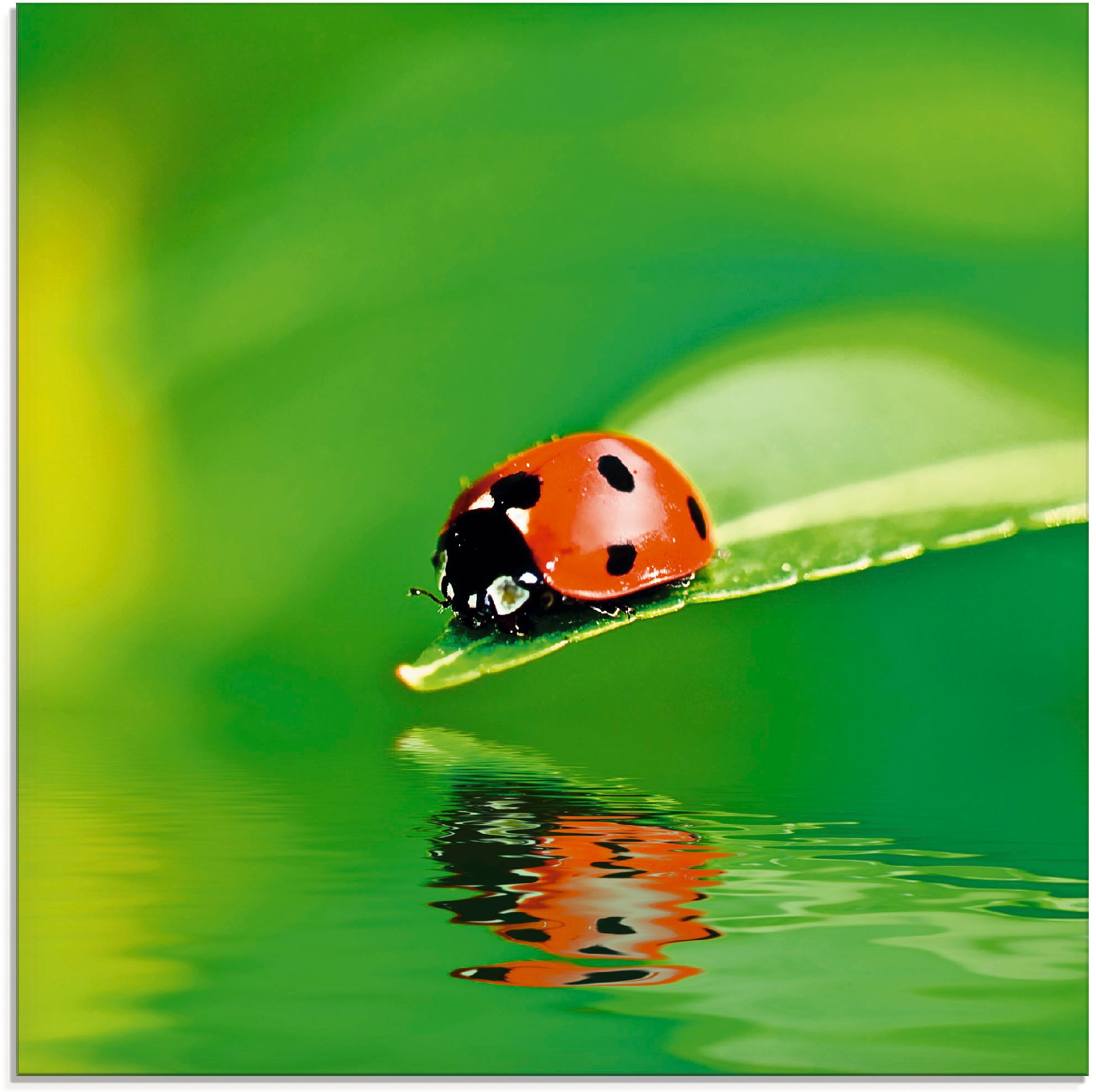 Artland Glasbild »Marienkäfer auf einem Blatt«, Insekten, (1 St.), in versc günstig online kaufen