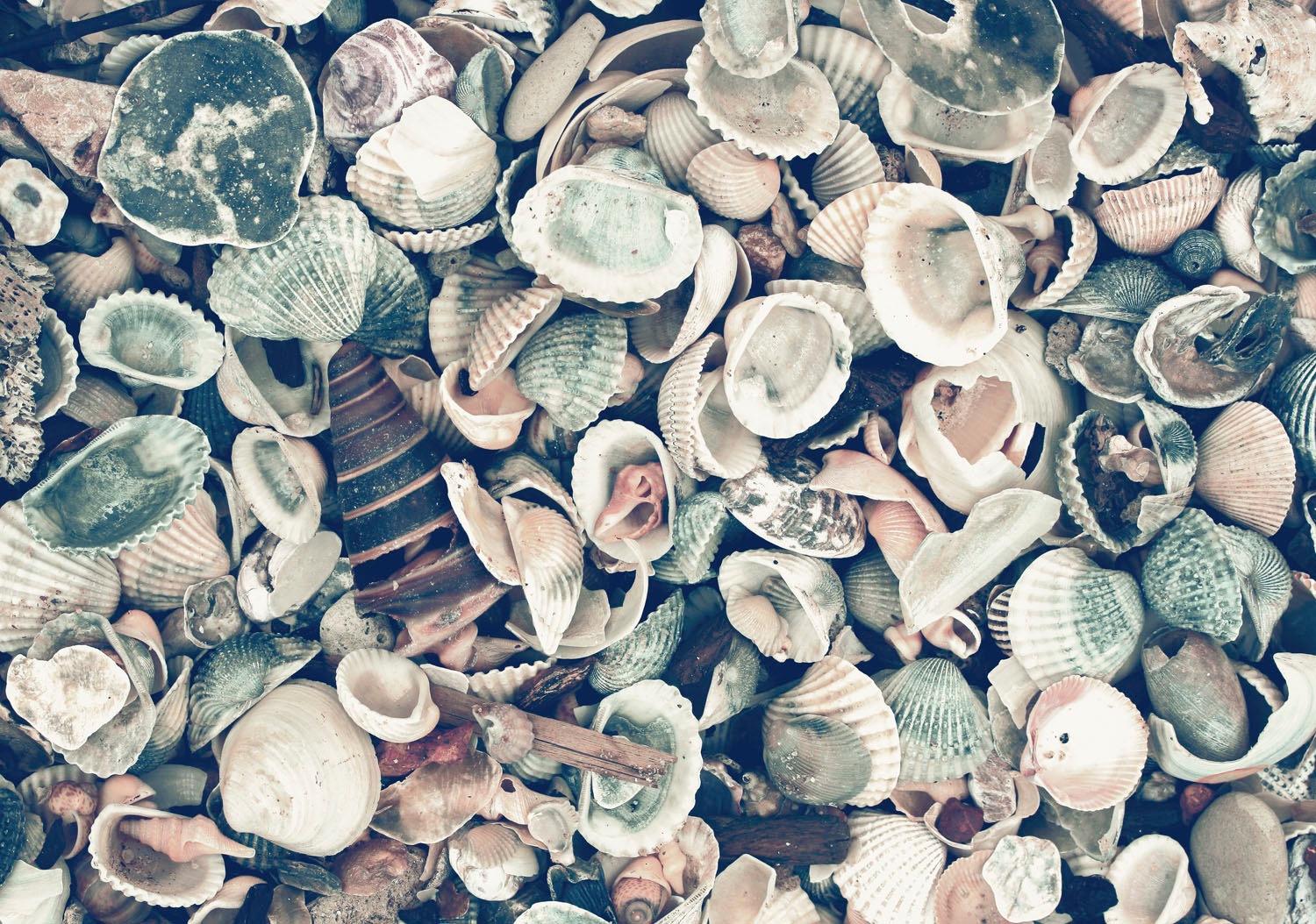 queence Acrylglasbild »Muscheln«, Strand-Foto-Stein-Spa-Spa Bilder, (1 St.) günstig online kaufen