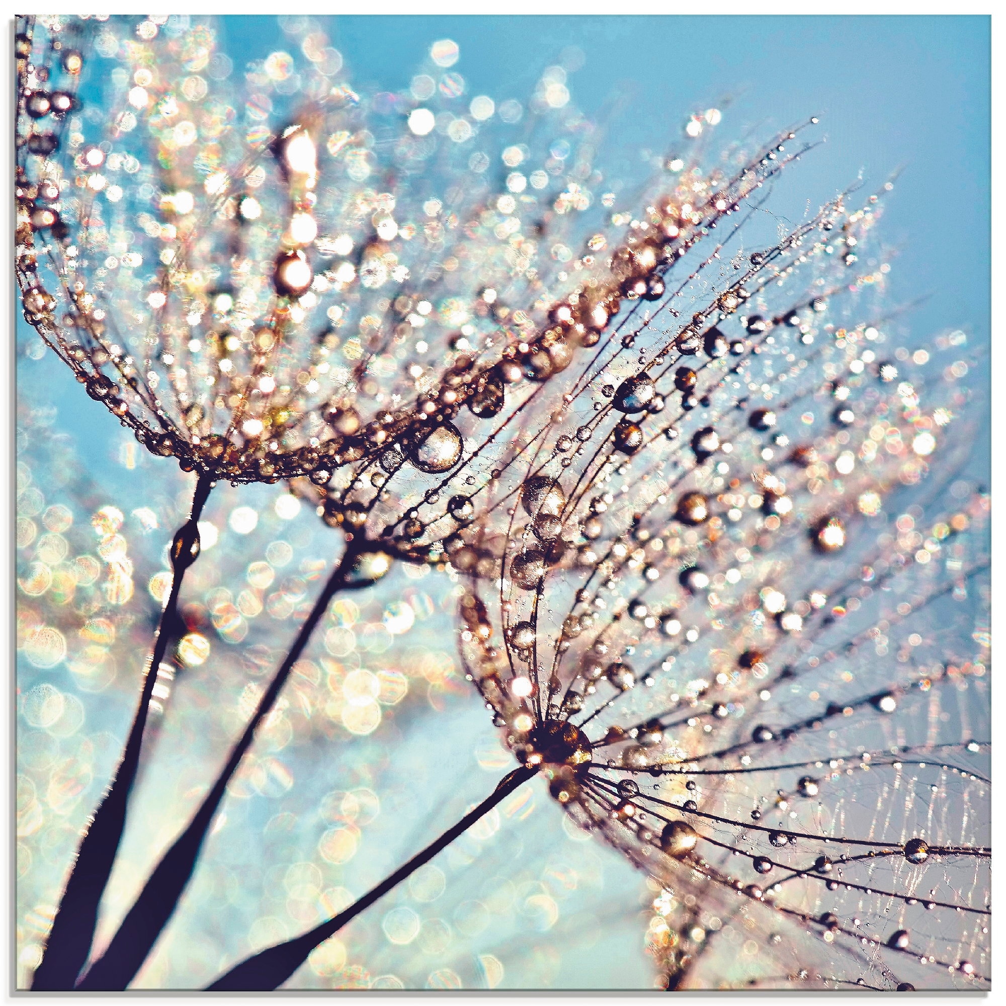 Artland Glasbild »Pusteblume Tröpfchenfänger«, Blumen, (1 St.), in verschie günstig online kaufen