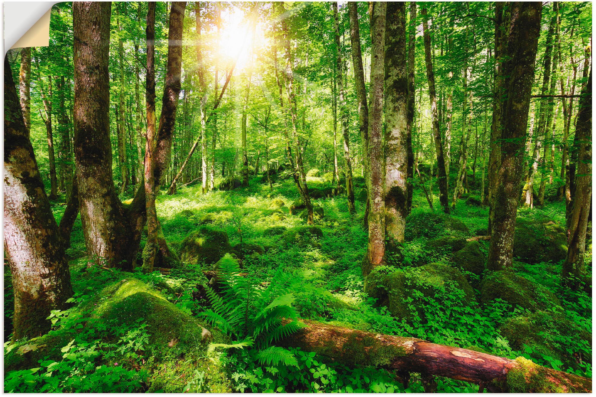 Artland Wandbild »Wald«, Raten Größen oder St.), auf Wald, versch. (1 als Alubild, in bestellen Wandaufkleber Poster Leinwandbild