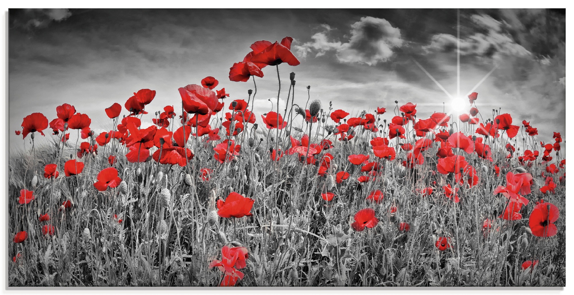 Artland Glasbild »Idyllisches Mohnblumenfeld mit Sonne« Blumen 1 Stk. tlg. günstig online kaufen