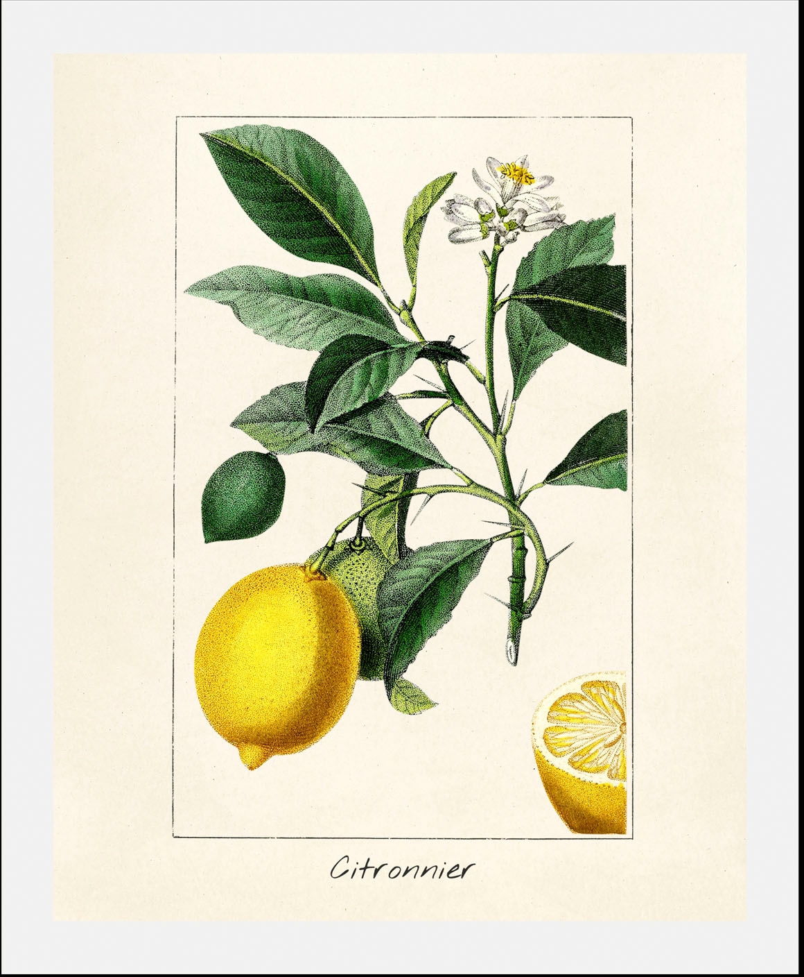 queence Bild »Citronnier«, Obst-Obst Bilder-Essen-Lebensmittel-Kunst-Schrif günstig online kaufen
