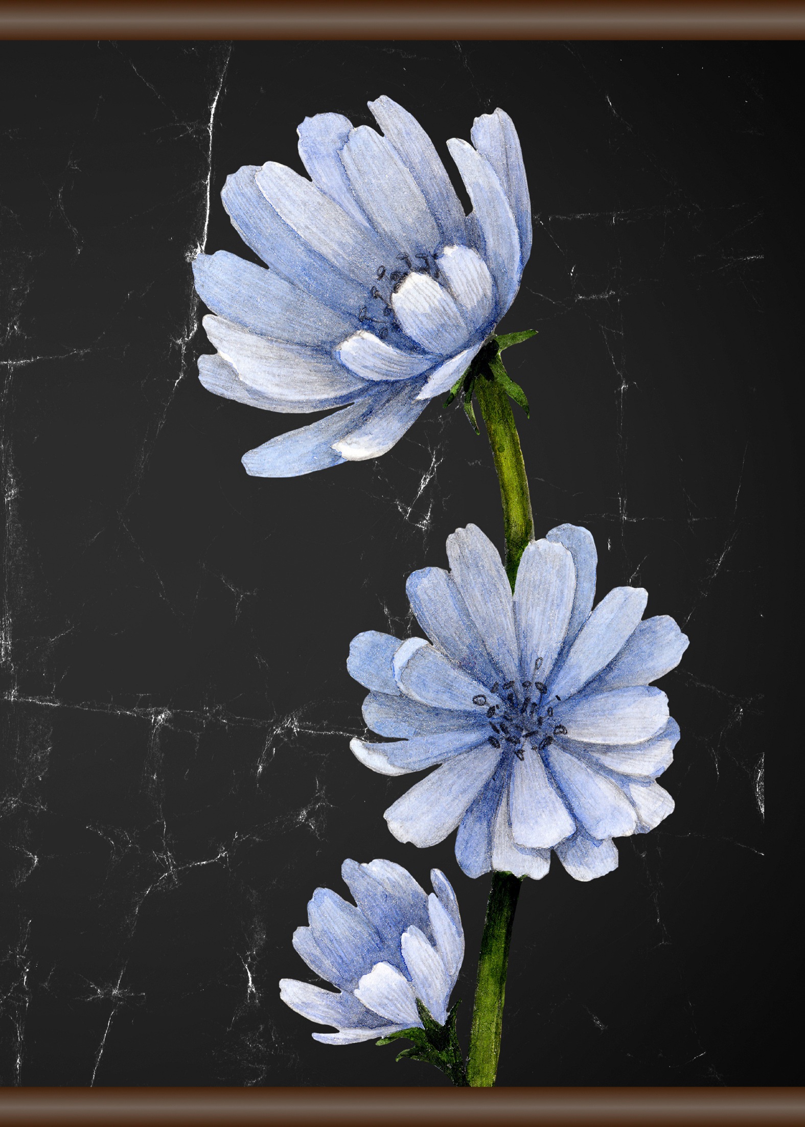 queence Leinwandbild »Blaue Blüte«, 50x70 cm günstig online kaufen