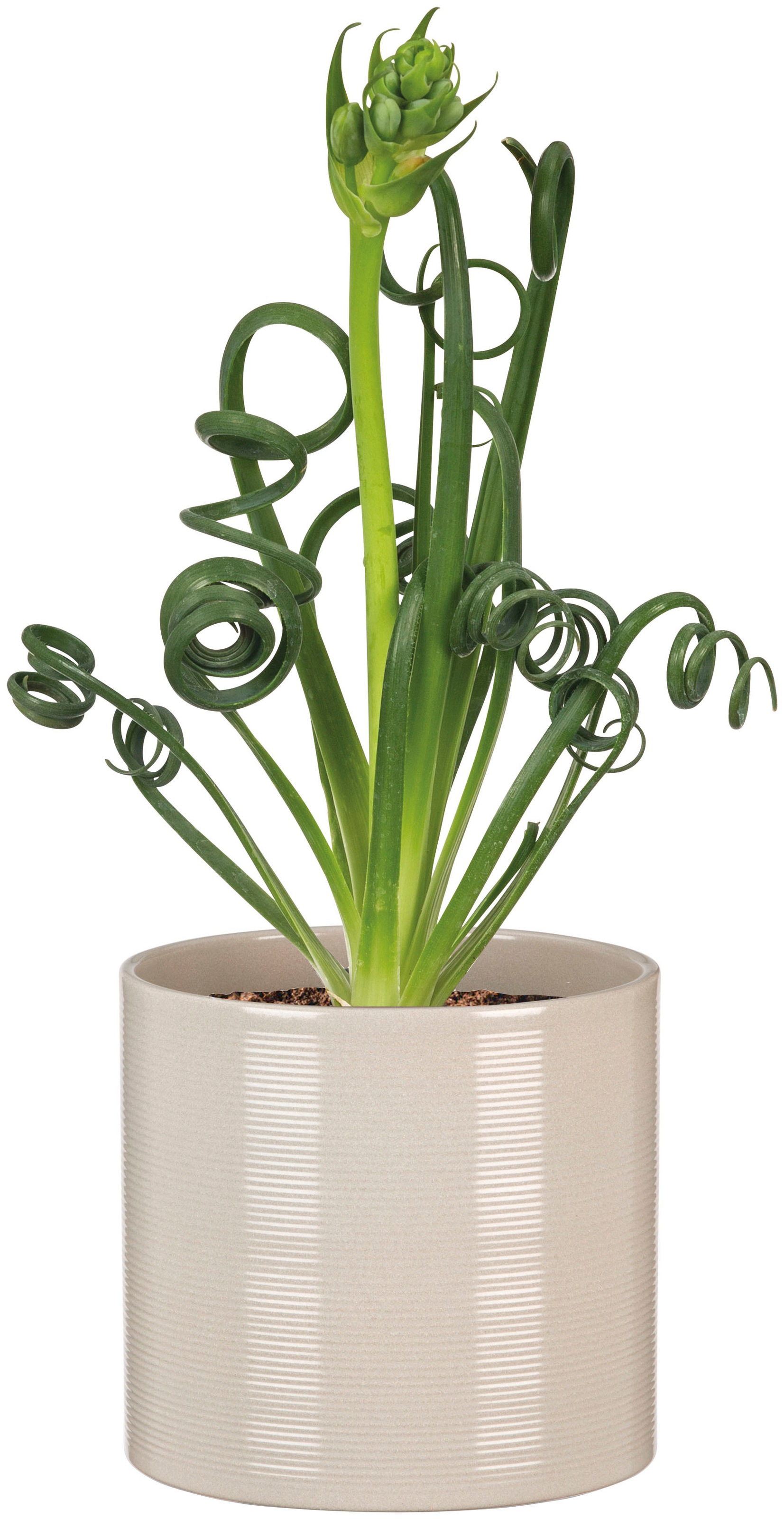 Scheurich Blumentopf »28/828«