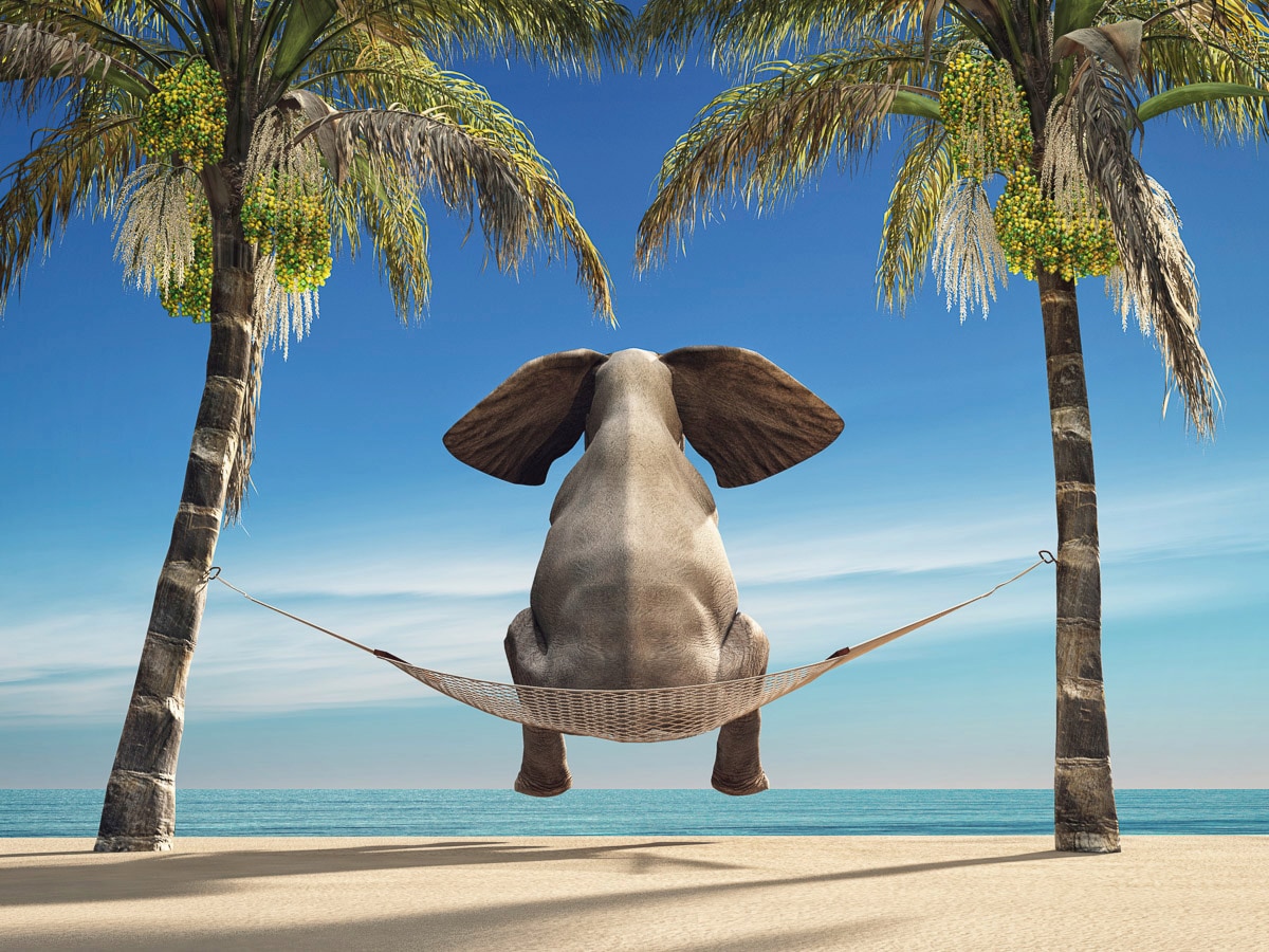 Papermoon Fototapete »Elefant auf Hängematte an Strand« günstig online kaufen