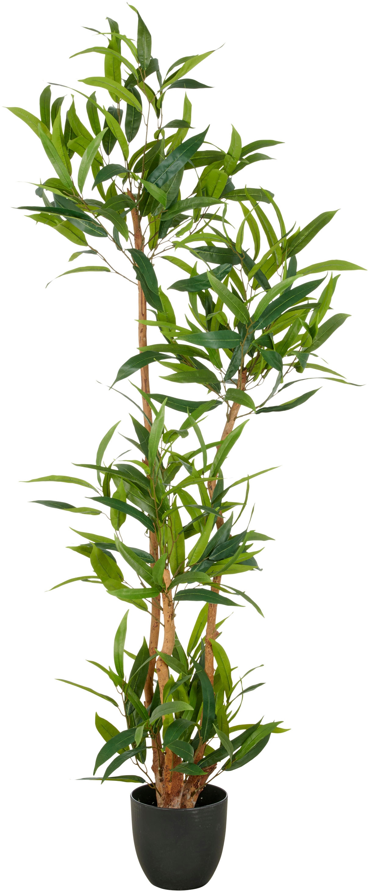 Creativ green Kunstbaum »Ficus maclellandii« mit echtem Holzstamm günstig online kaufen