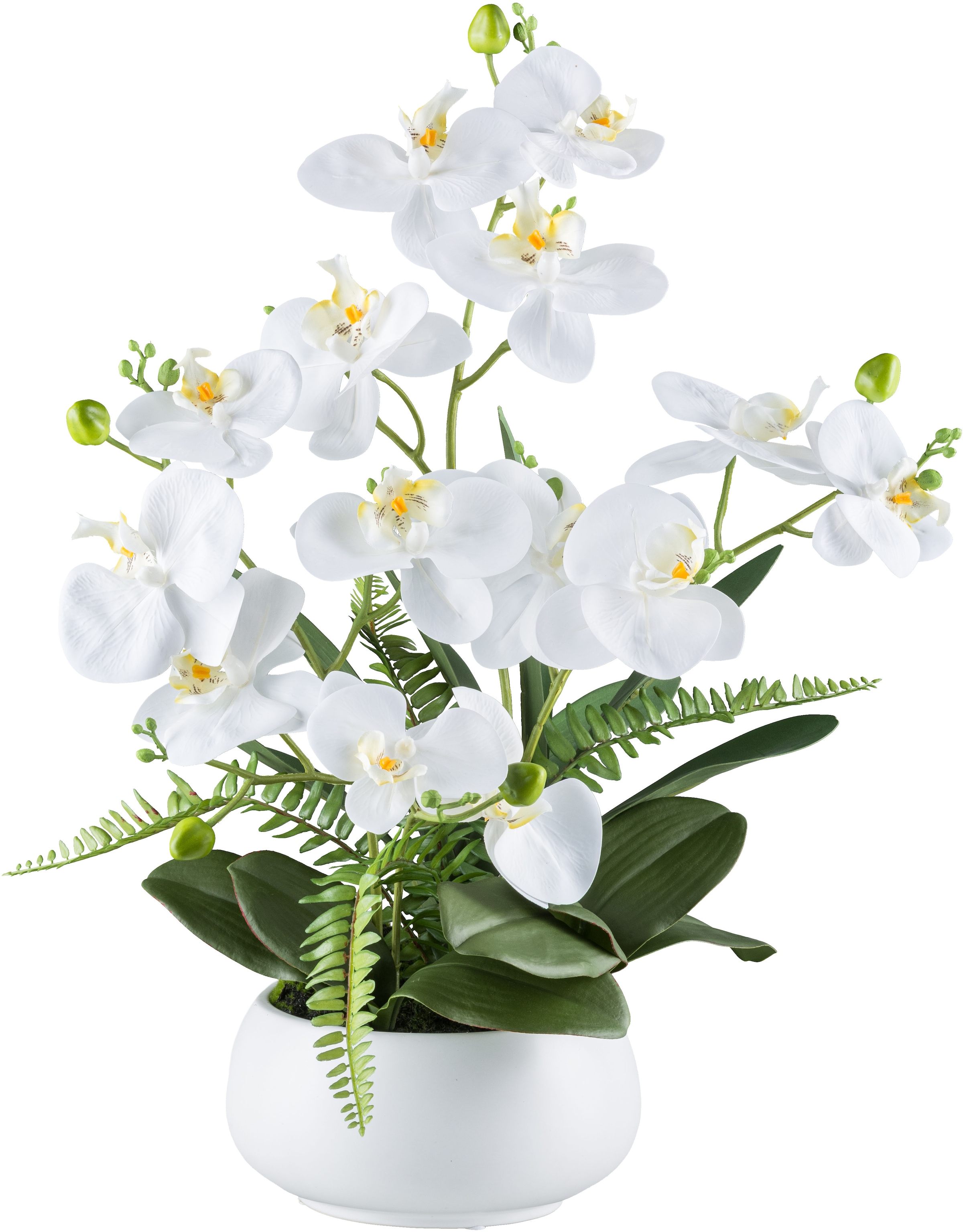 Creativ green Kunstorchidee »Orchidee Phalaenopsis«, mit Farnzweigen günstig online kaufen