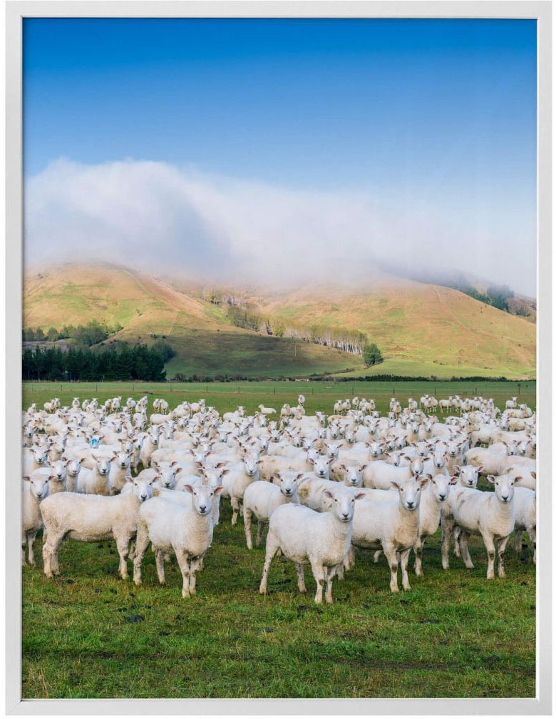 Wall-Art Poster »Schafherde Neuseeland«, Tiere, Wandbild, St.), Poster, Bild, Wandposter bestellen (1