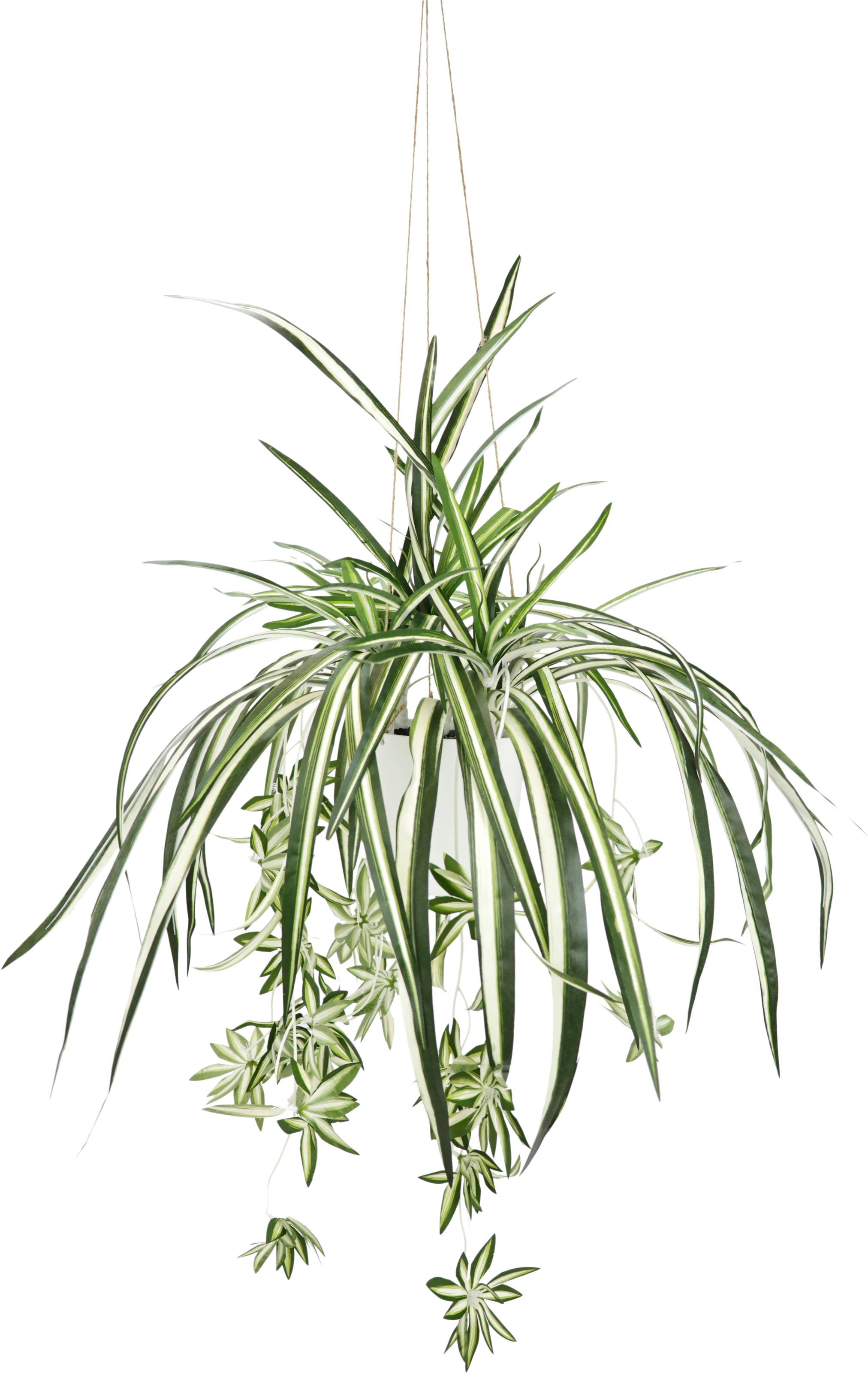 my home Kunstpflanze »Grünlilie«, Mit Wasserlilie Hängeampe, auf künstliche Raten bestellen