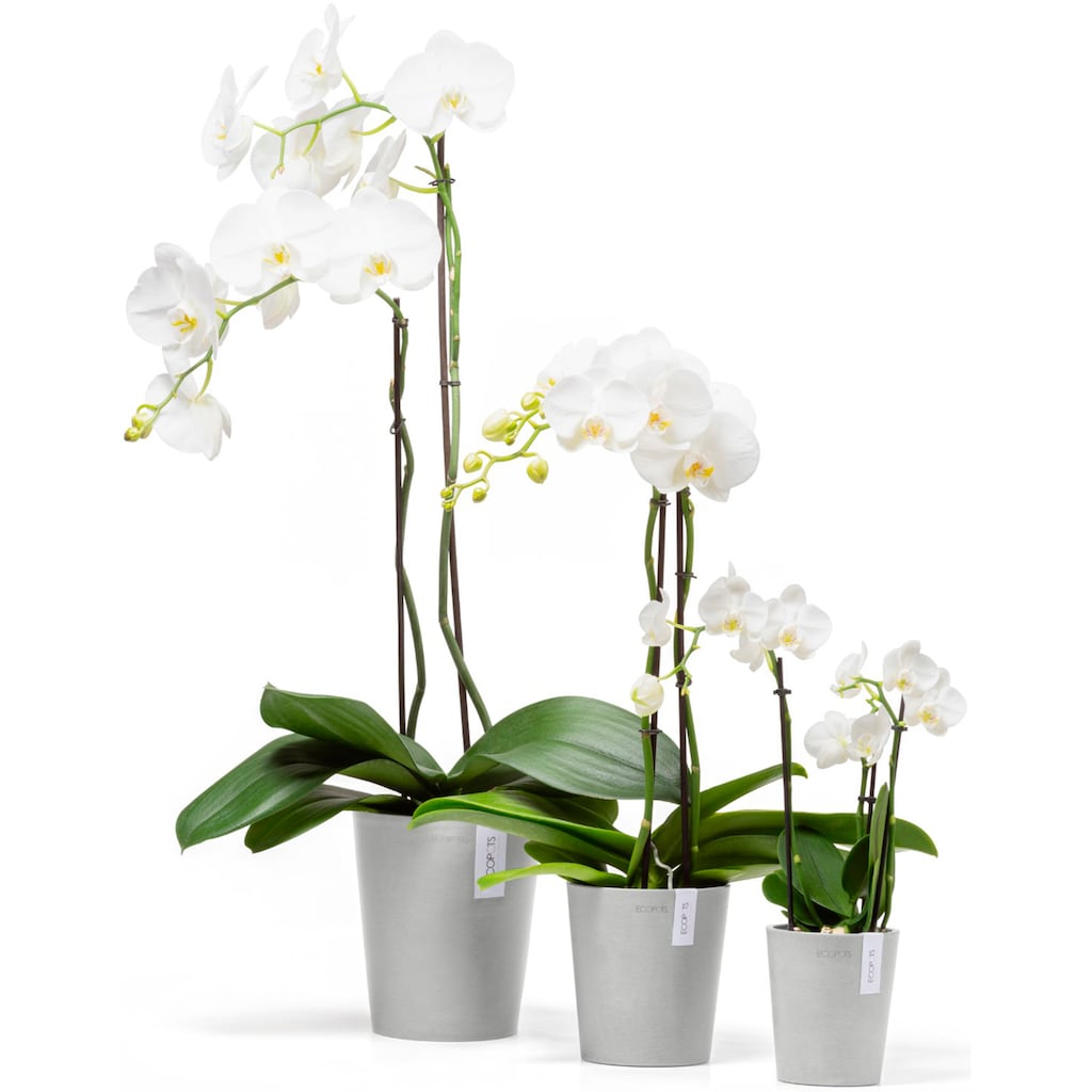 ECOPOTS Blumentopf »Morinda Orchidee 11 Weißgrau«