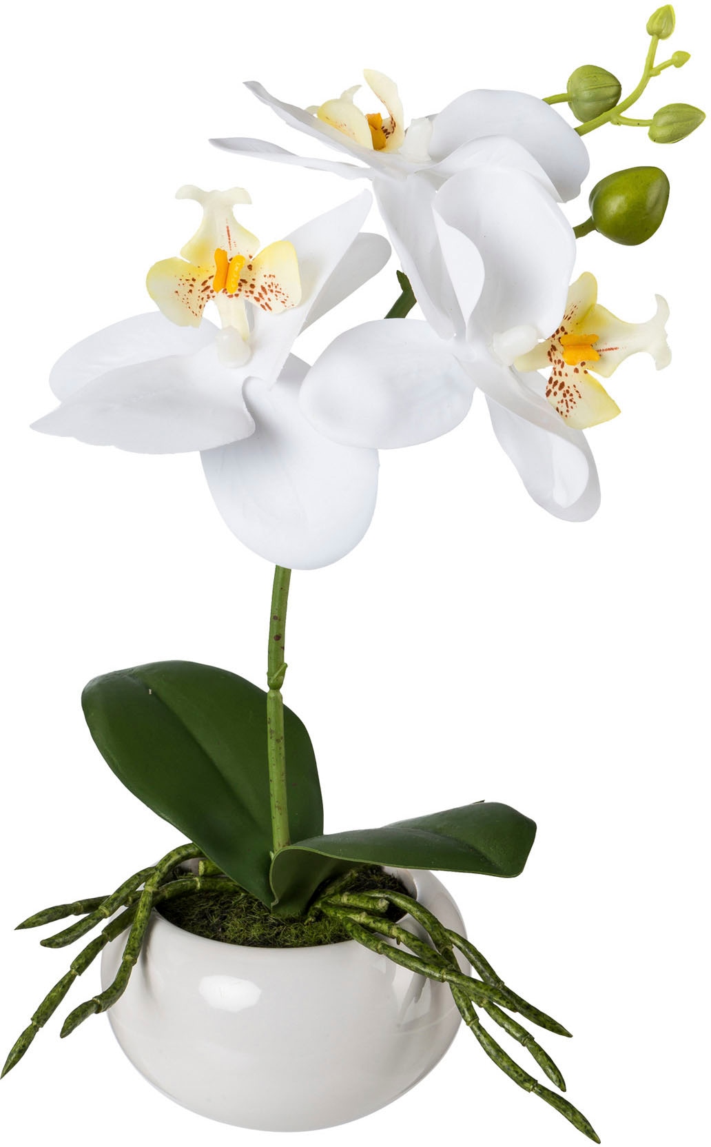 Creativ green Kunstorchidee »Phalaenopsis in Keramikschale«, mit Real-Touch-Blüten