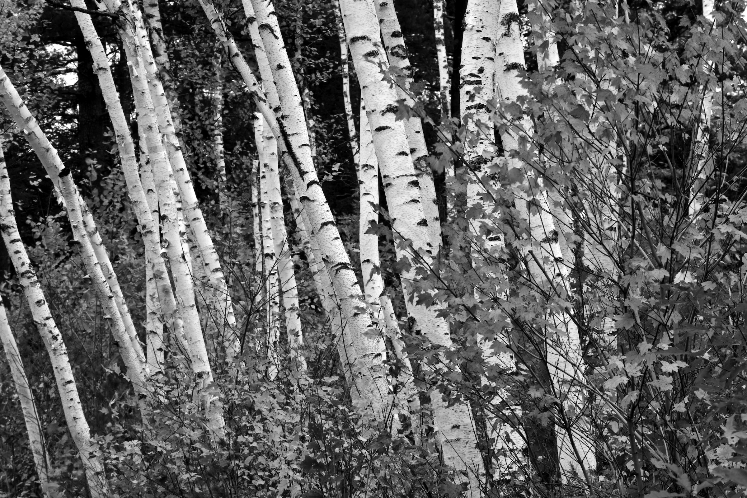 Papermoon Fototapete »Birkenwald Schwarz & Weiß« günstig online kaufen