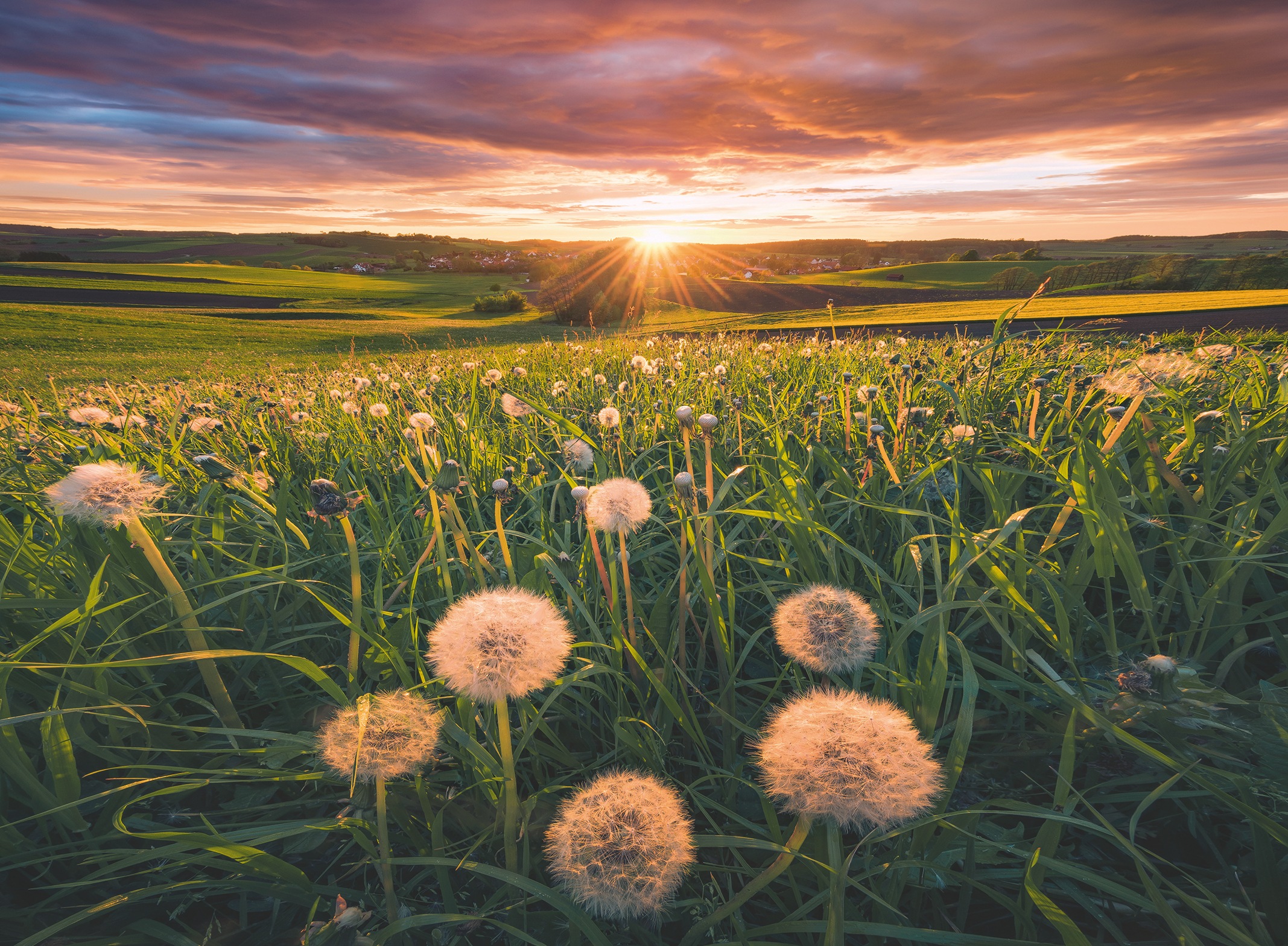 Ravensburger Puzzle »power of nature, Pusteblumen im Sonnenuntergang«, Made in Germany