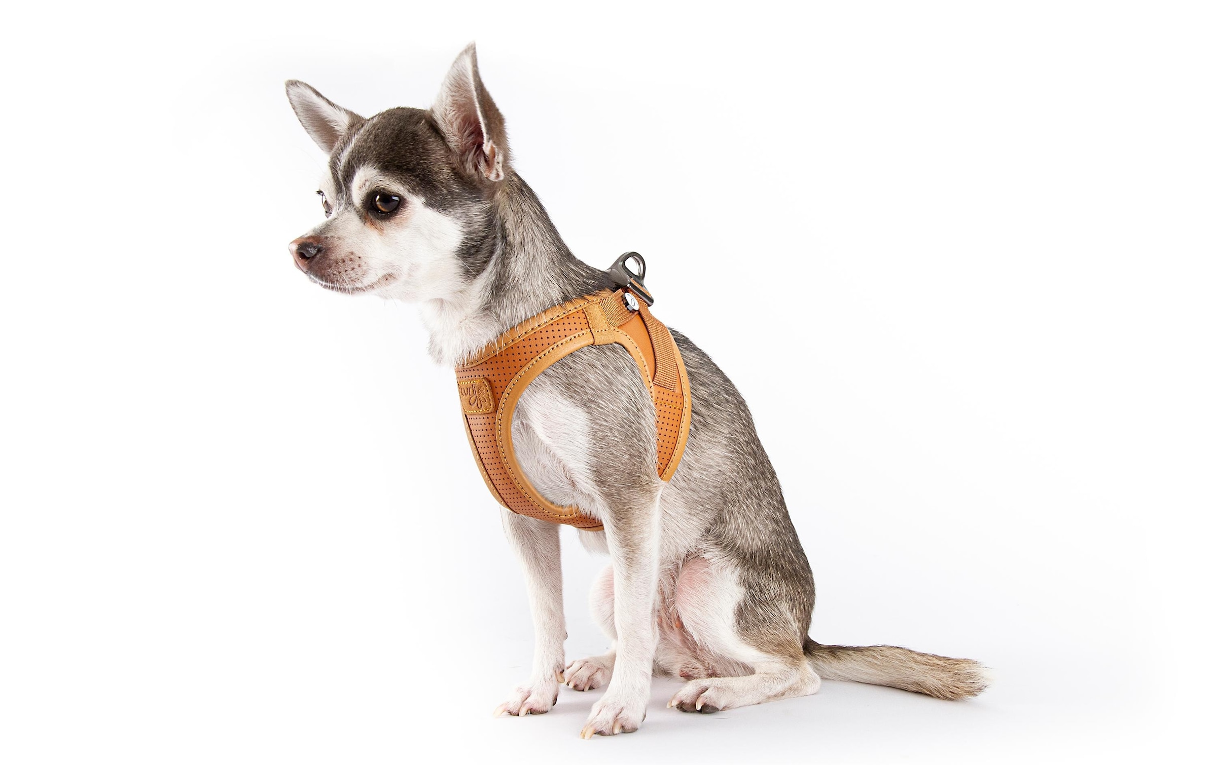 Curli Hunde-Geschirr »Geschirr Apfelleder« Leder