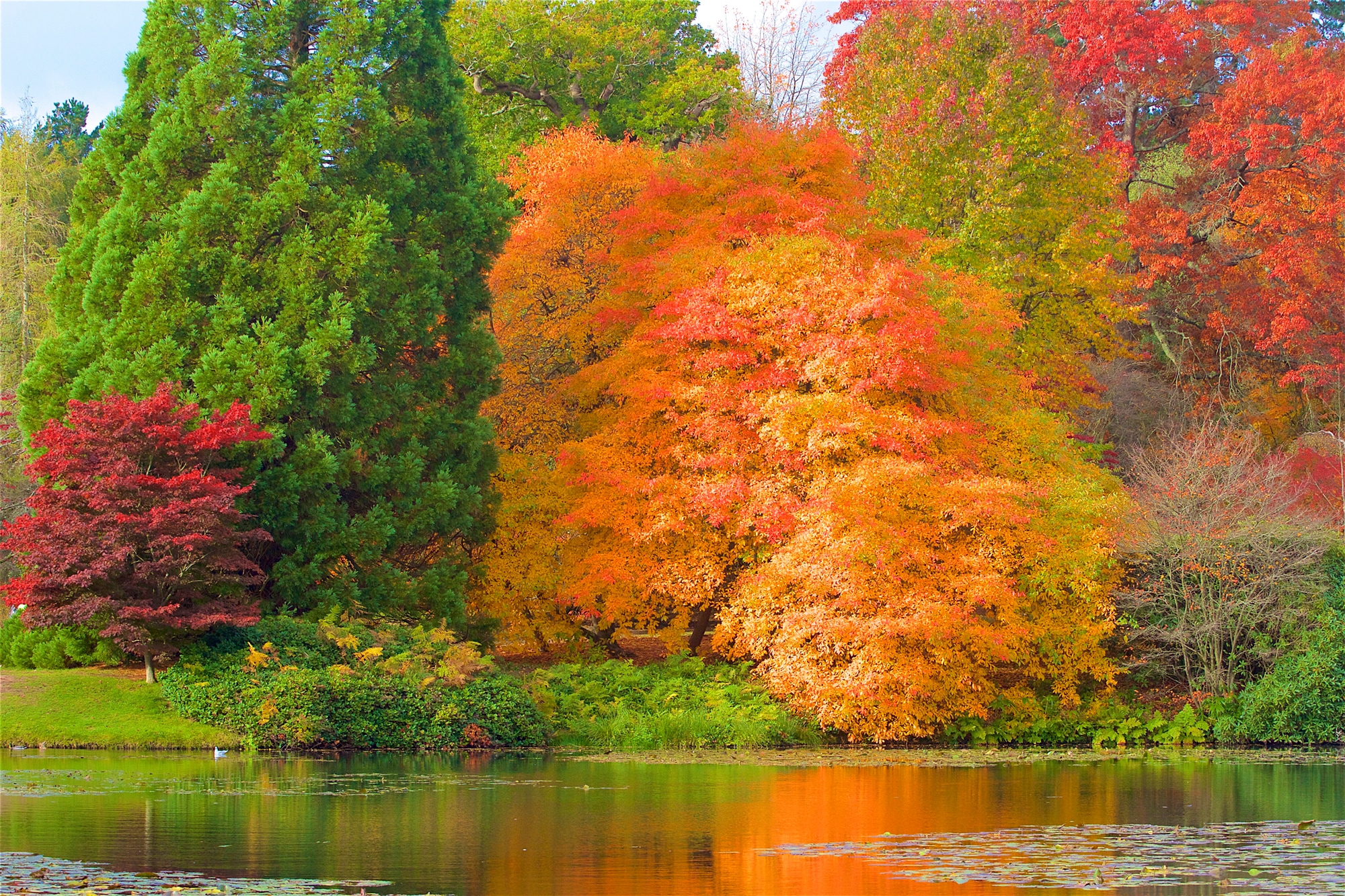 Papermoon Fototapete »HERBST-WALD-BAUM FLUSS BLUMEN NATUR PFLANZE SONNE WIE günstig online kaufen