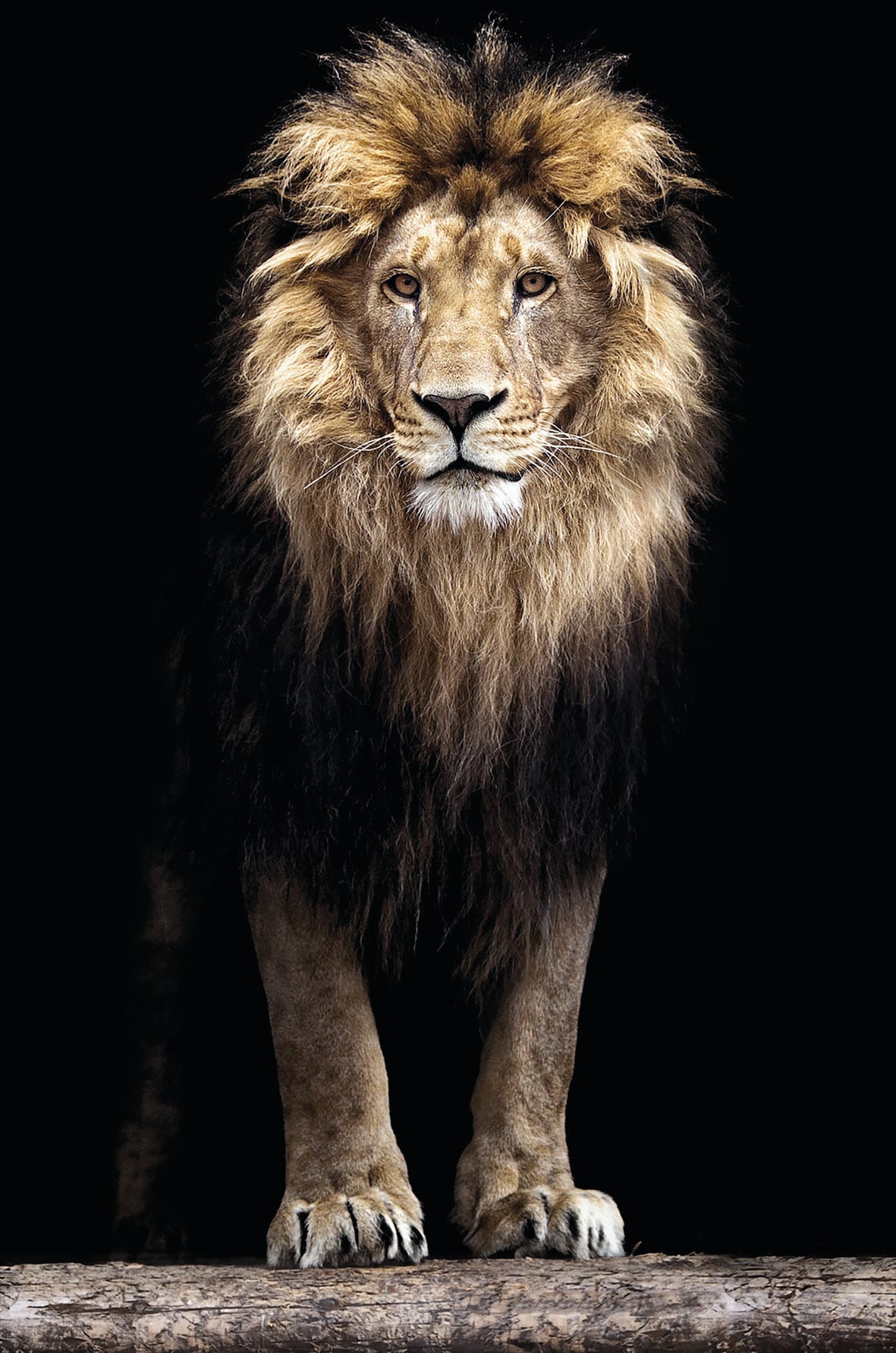Bönninghoff Leinwandbild »Löwe König des Dschungels«, (1 St.) online  bestellen