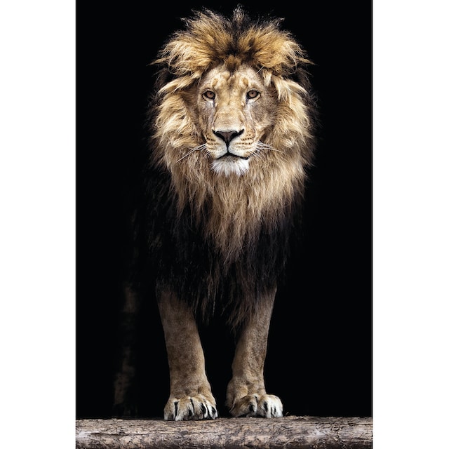 St.) König Bönninghoff (1 online Leinwandbild des Dschungels«, bestellen »Löwe