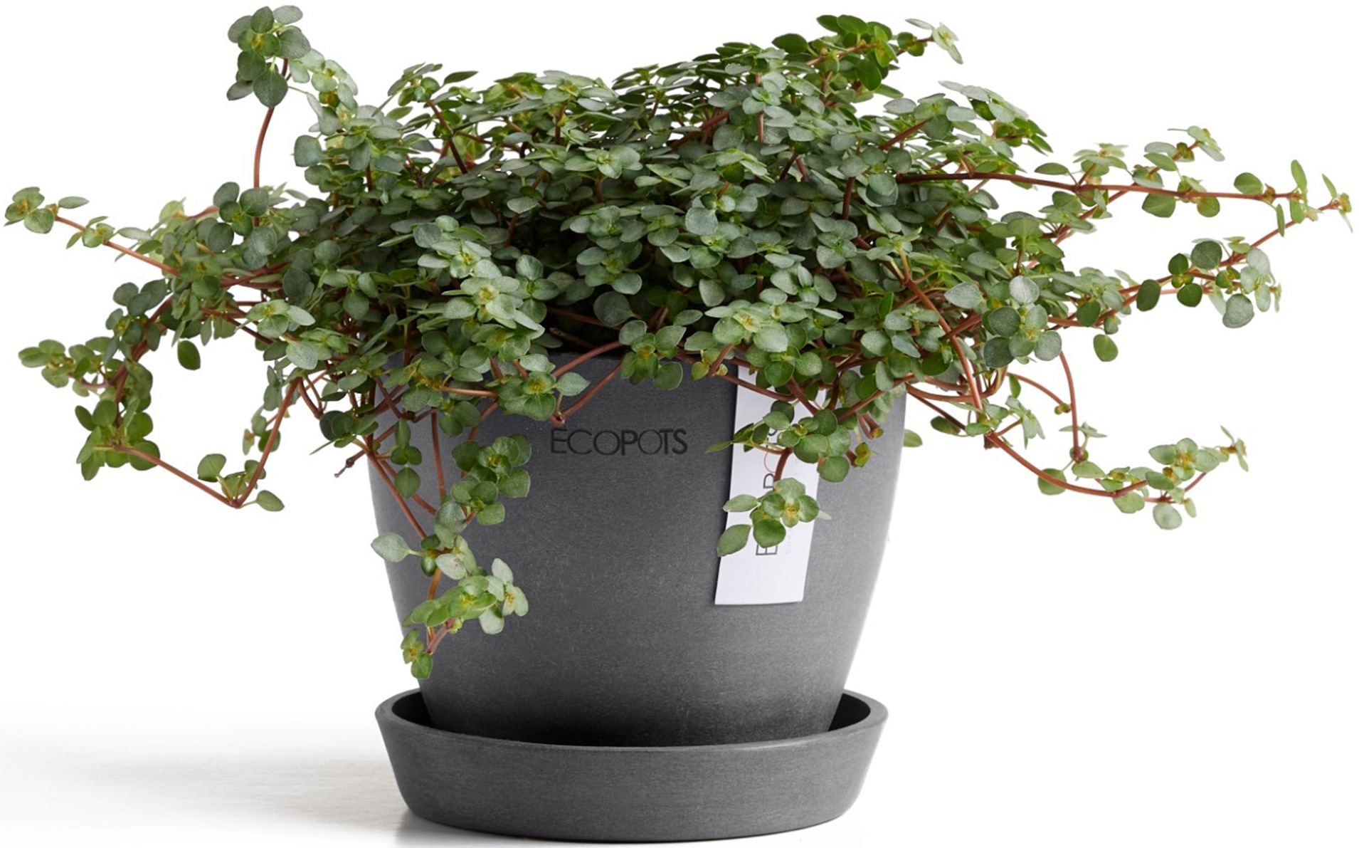 ECOPOTS Blumentopf »Antwerp Mini 11 Grau«, für den Innenbereich