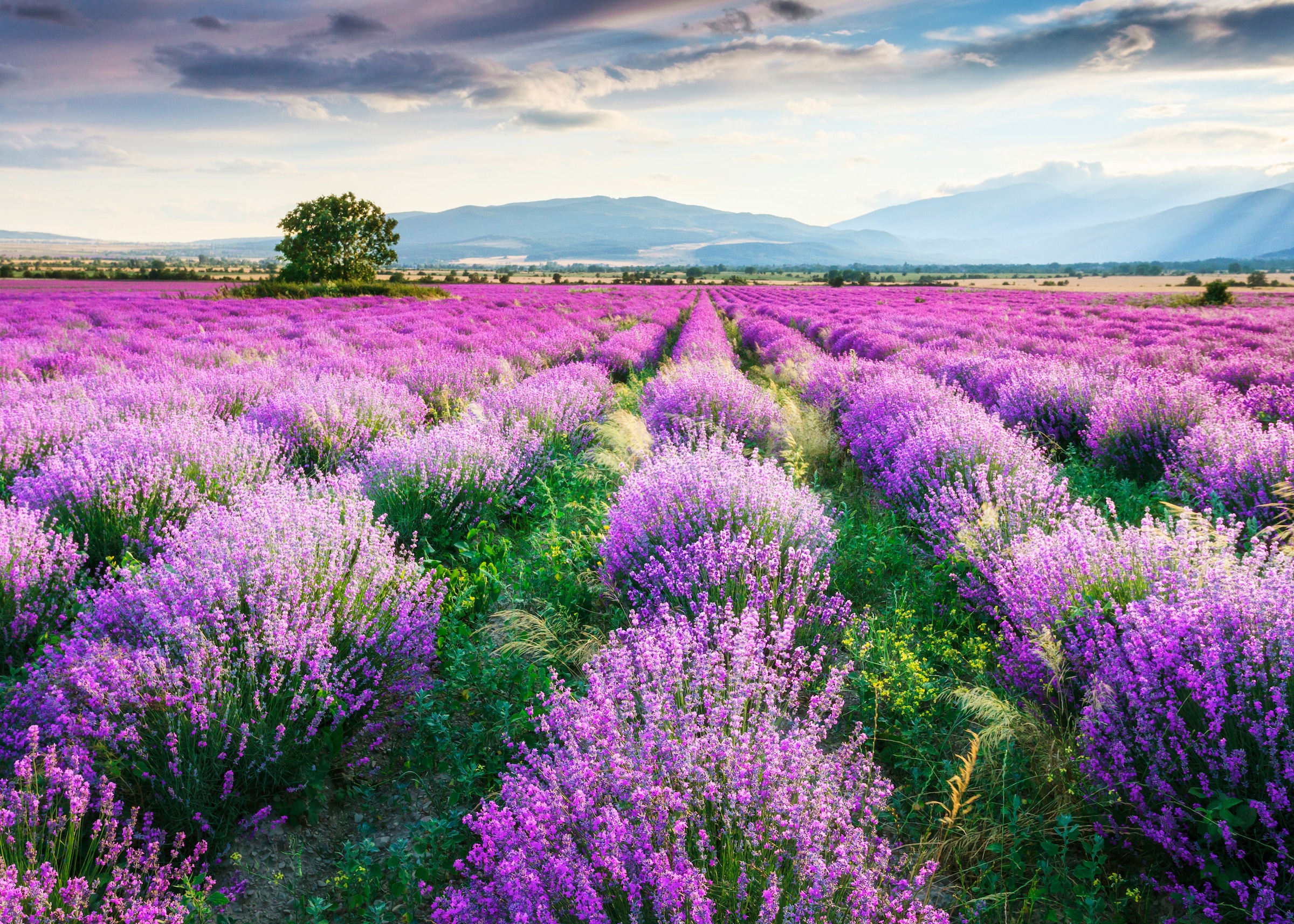Papermoon Fototapete »Lavende Garden« glatt günstig online kaufen