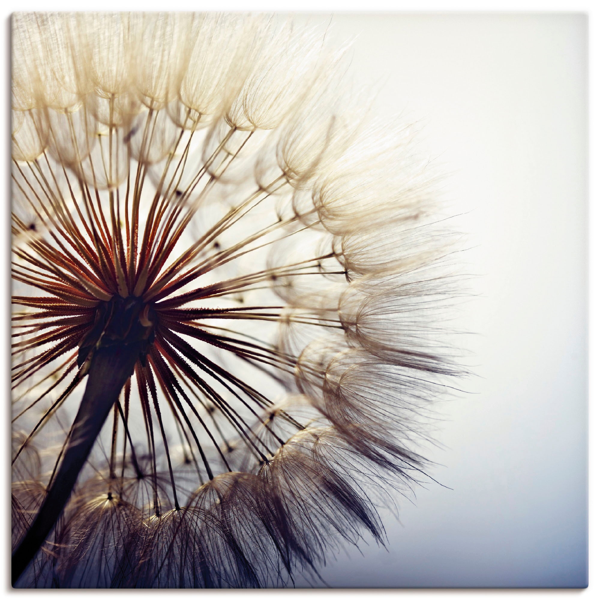 Artland Wandbild »Große Pusteblume«, Blumen, (1 St.), als Alubild, Outdoorb günstig online kaufen