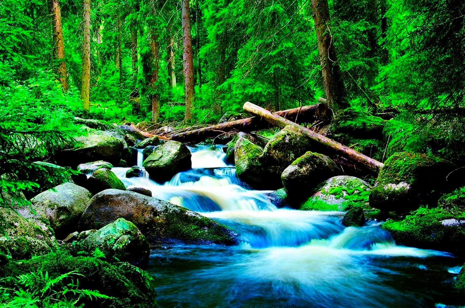 Papermoon Fototapete »Deep Forrest« glatt günstig online kaufen