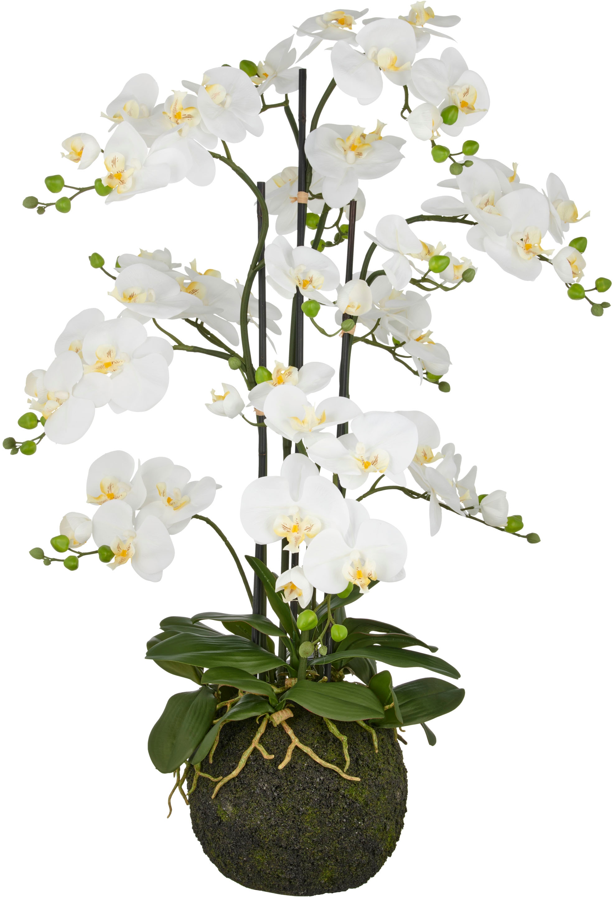 Creativ green Kunstorchidee »Orchidee Phalaenopsis« mit künstlichem Erdball günstig online kaufen