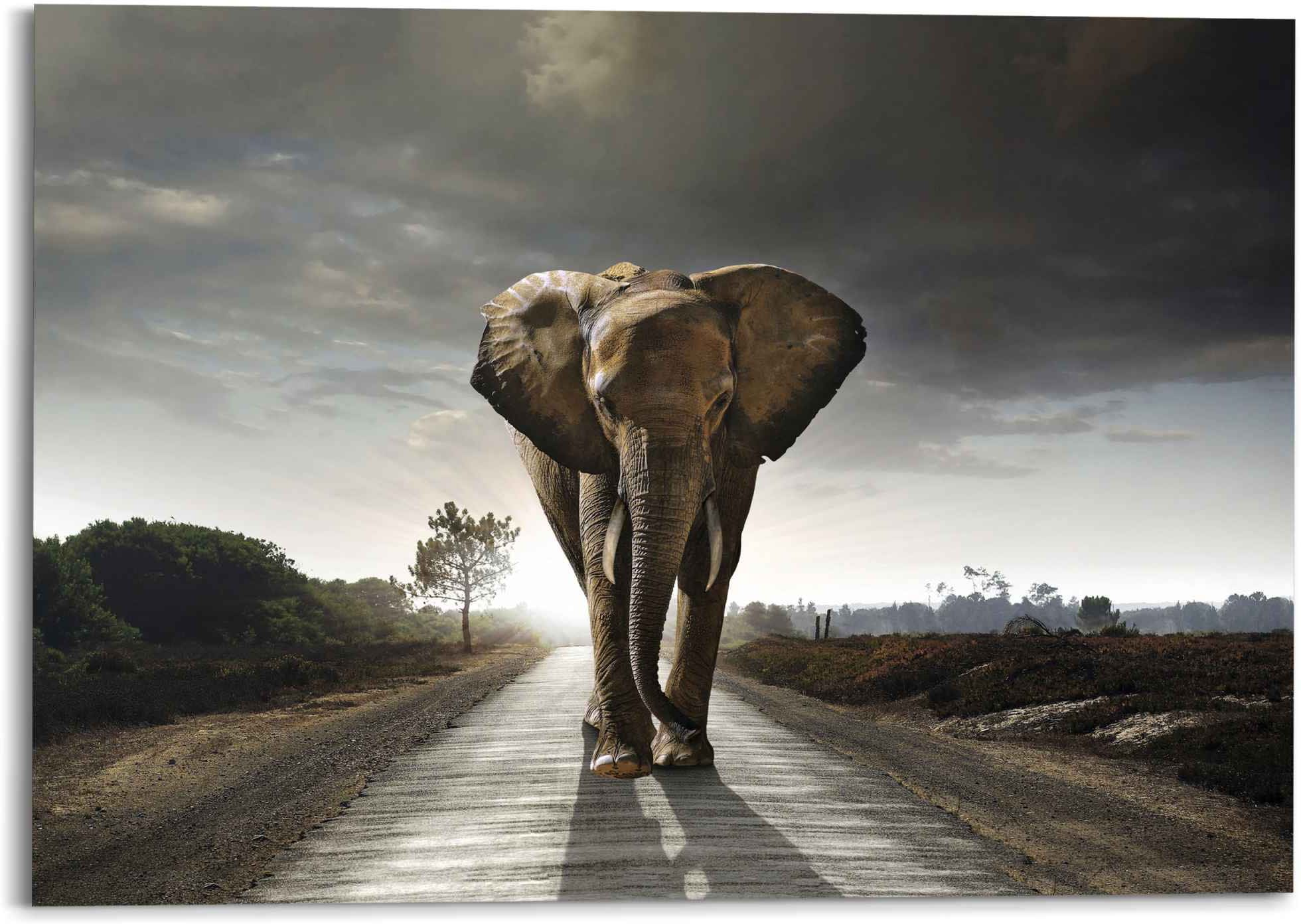Reinders! Wandbild »Elefantenkönig Tiermotiv - Elefant - Natur«, (1 St.)