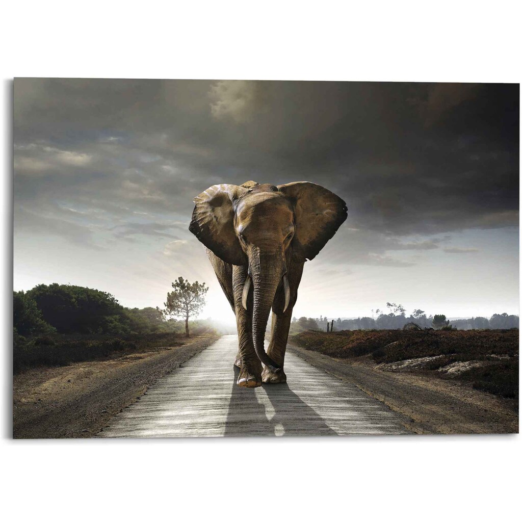 Reinders! Wandbild »Elefantenkönig Tiermotiv - Elefant - Natur«, (1 St.)