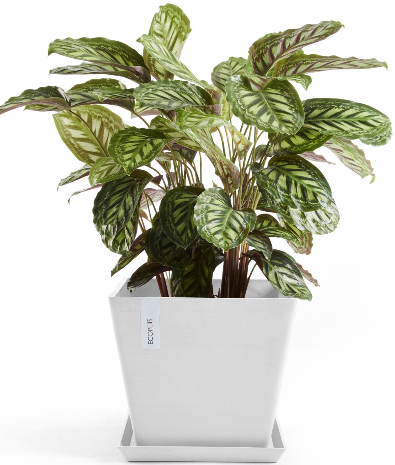 ECOPOTS Blumentopf »Rotterdam 30 Weiß«, für innen und außen: frostsicher, bruchsicher und lichtbeständig