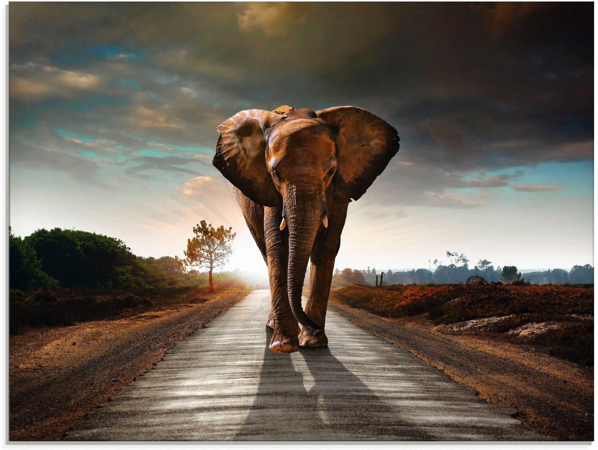 Artland Glasbild »Ein Elefant läuft auf der Straße«, Wildtiere, (1 St.), in verschiedenen Größen