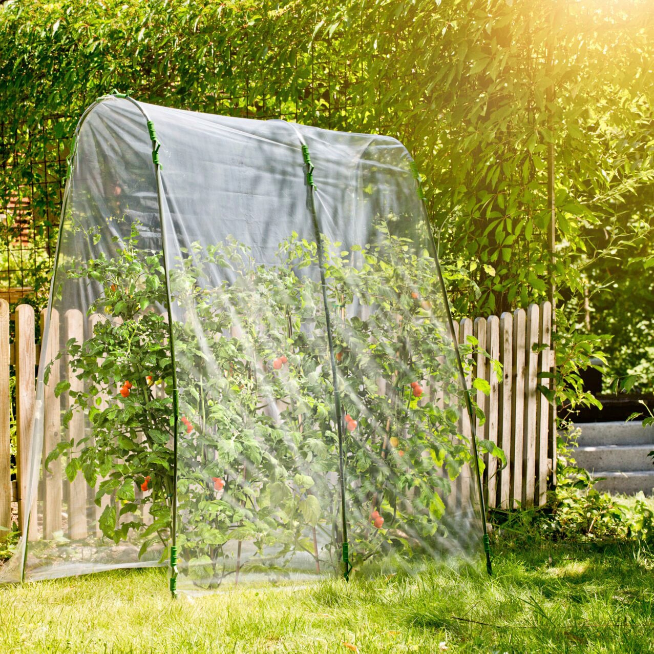 Pflanztunnel »Tomaten-Folientunnel«, transparentes Folienzelt für optimalen Lichteinfall