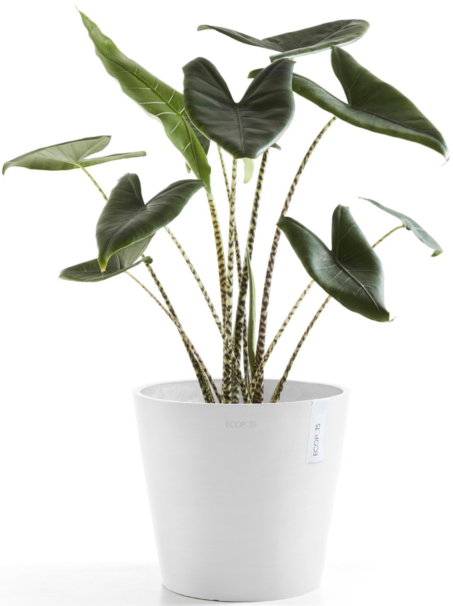 ECOPOTS Blumentopf »Amsterdam 40 Weiß«, für innen und außen: frostsicher, bruchsicher und lichtbeständig