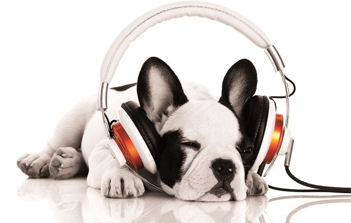 Bönninghoff Leinwandbild St.) auf kaufen »Hund Raten mit Kopfhörer«, (1