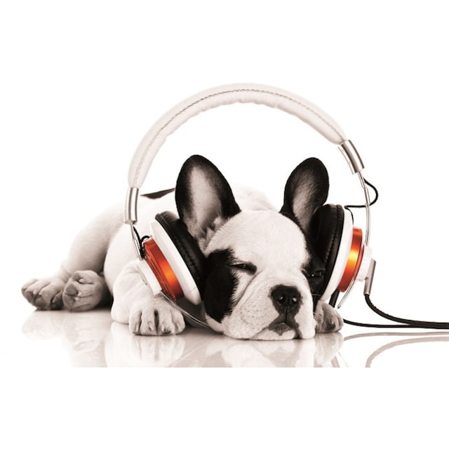 Bönninghoff Leinwandbild »Hund mit Kopfhörer«, (1 St.) auf Raten kaufen