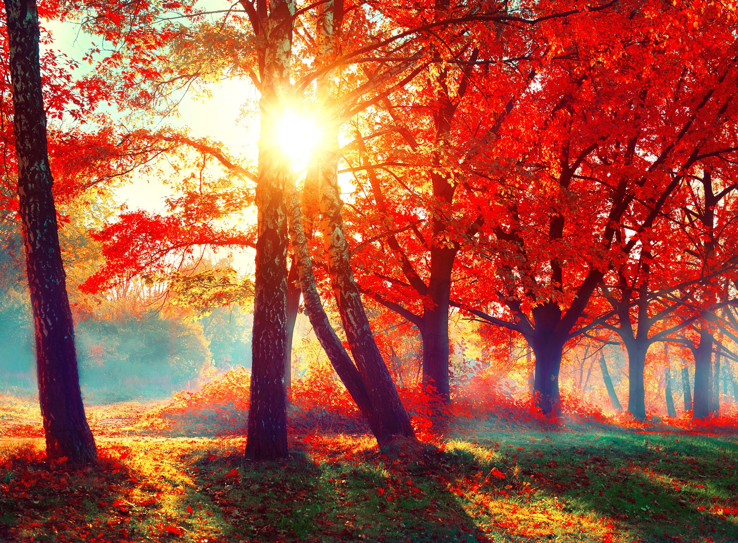 Papermoon Fototapete »Autumn Park« glatt günstig online kaufen