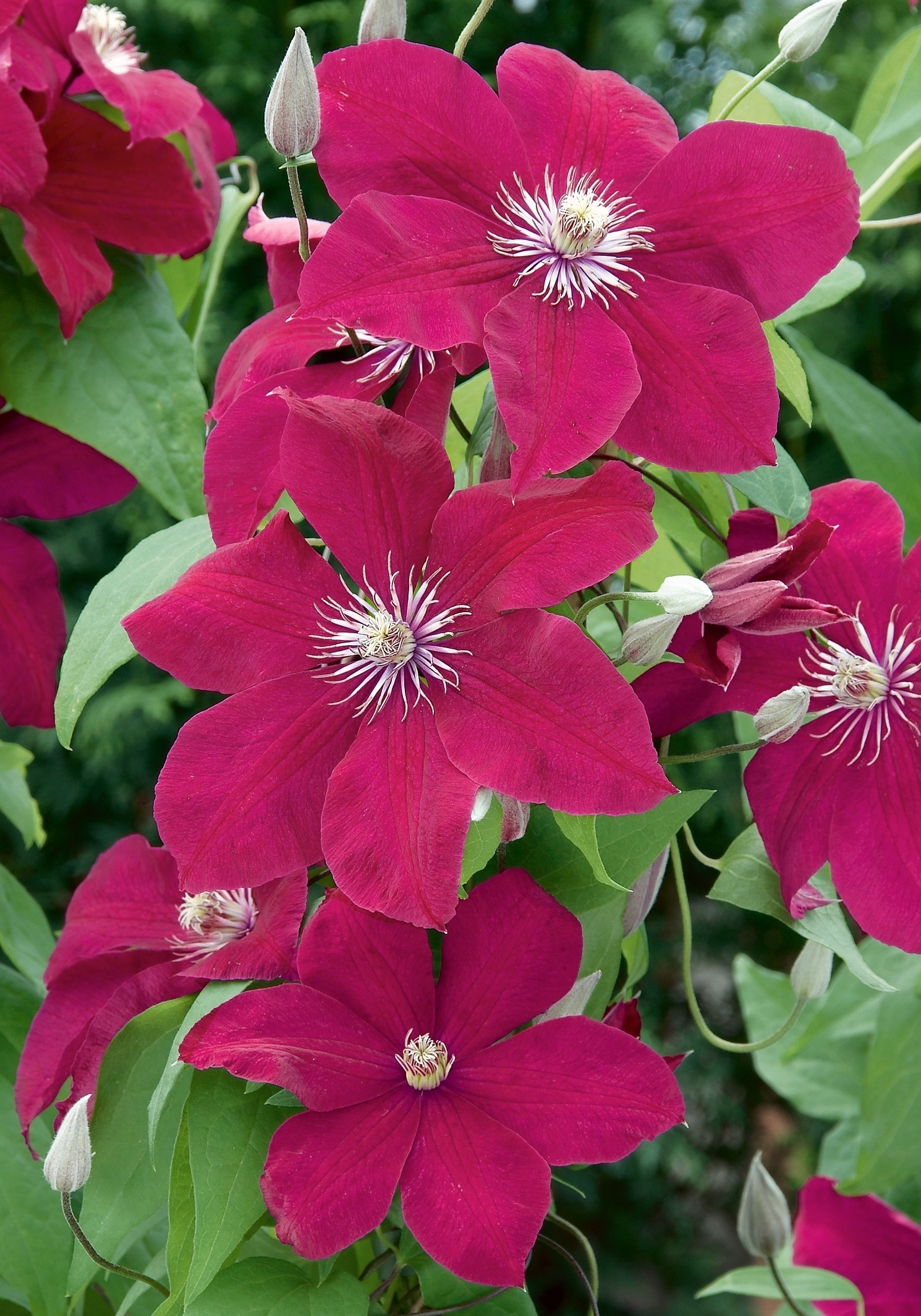 BCM Kletterpflanze »Clematis 'Rouge Cardinal'«, (2 St.), Waldrebe-Set: 2 Pflanzen kaufen