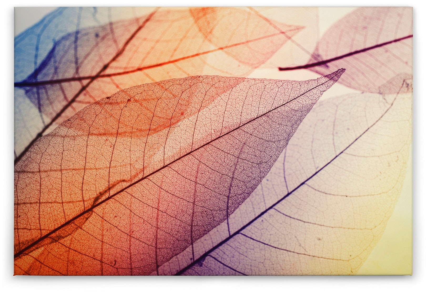A.S. Création Leinwandbild »Limpid Leaf«, Kunst-Natur-Kinder, (1 St.), Keilrahmen Moderne Blätter Bunt Leinwand-Bild Wohnzimmer modern Kinder