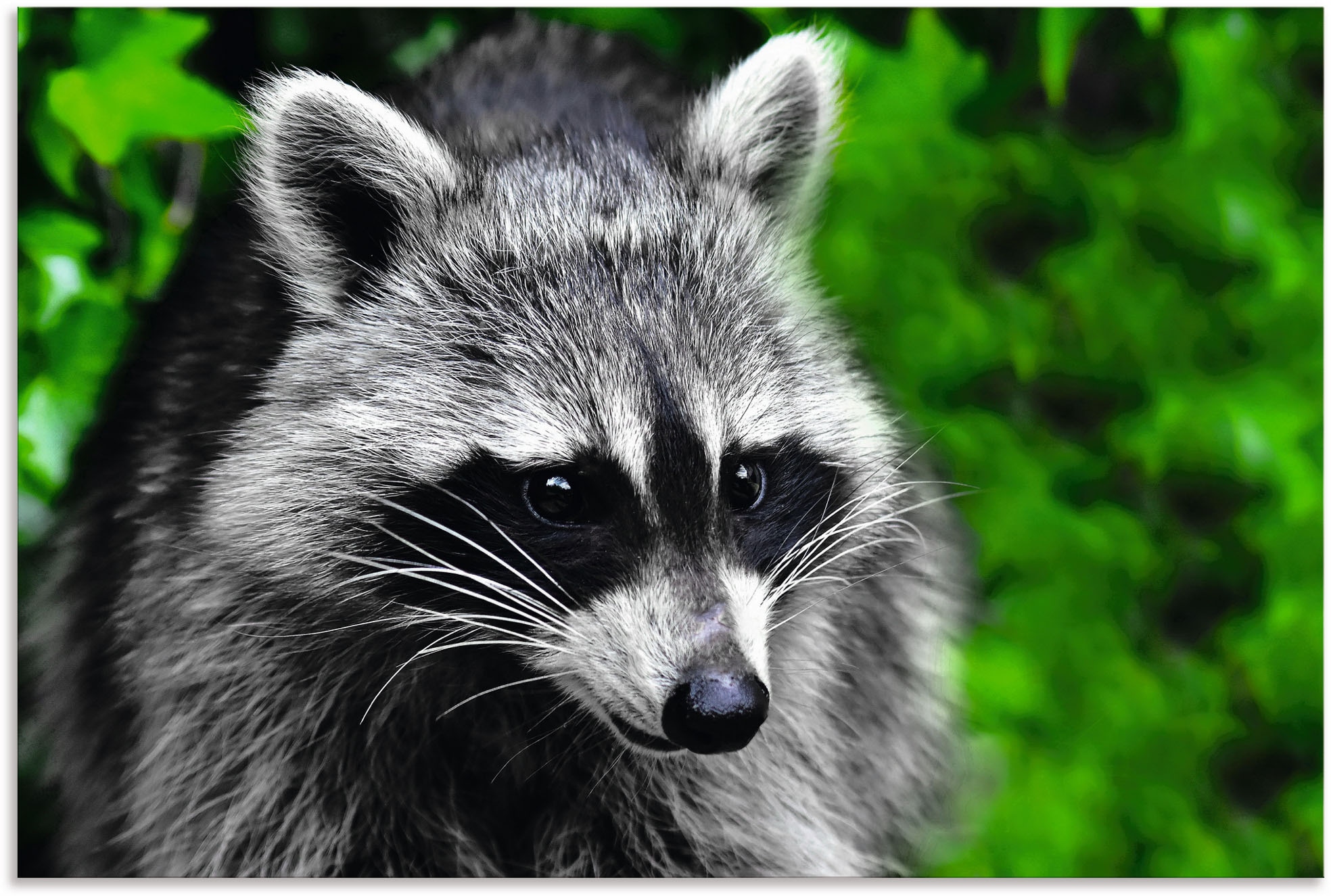 Alu-Dibond-Druck »Waschbär«, Wald, (1 St.), für Innen- und Außenbereich geeignet,...