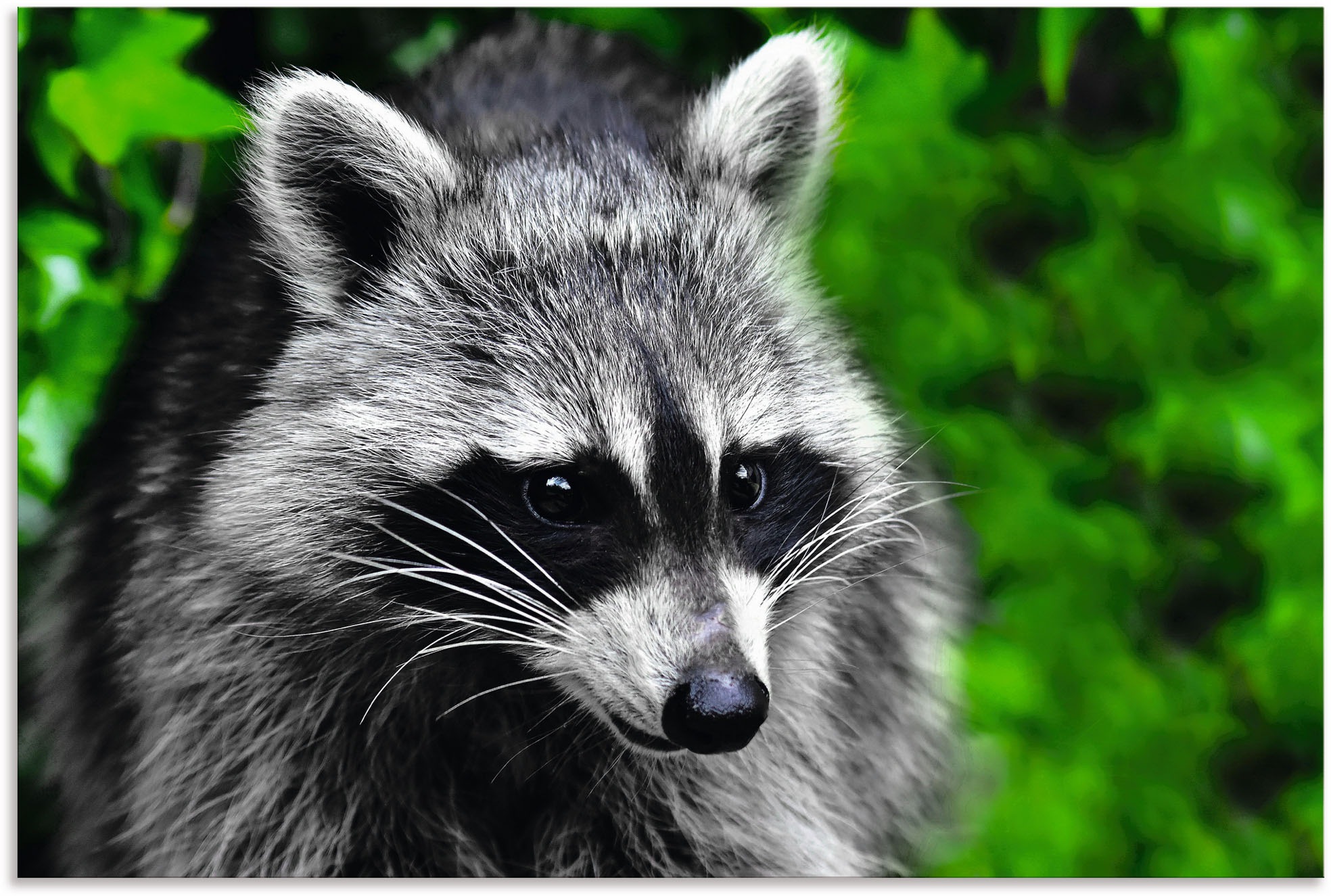 Artland Alu-Dibond-Druck »Waschbär«, Wald, (1 St.), für Innen- und Außenber günstig online kaufen
