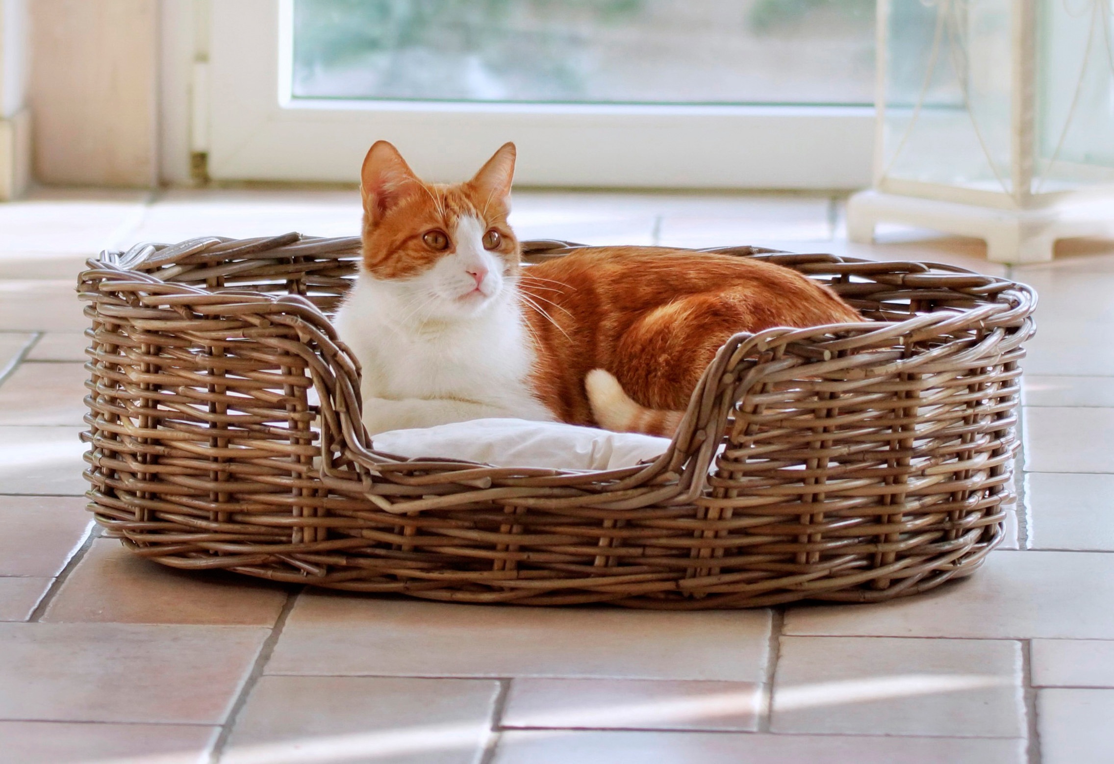 Bild von SILVIO design Tierkorb »Rattan«