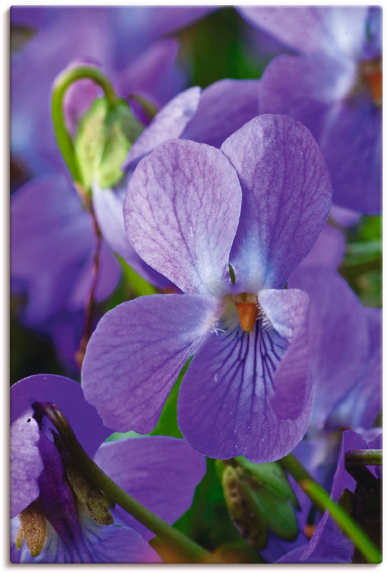 Artland Leinwandbild »Veilchen«, Blumen, (1 St.), auf Keilrahmen gespannt