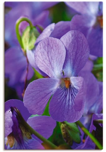 Leinwandbild »Veilchen«, Blumen, (1 St.)