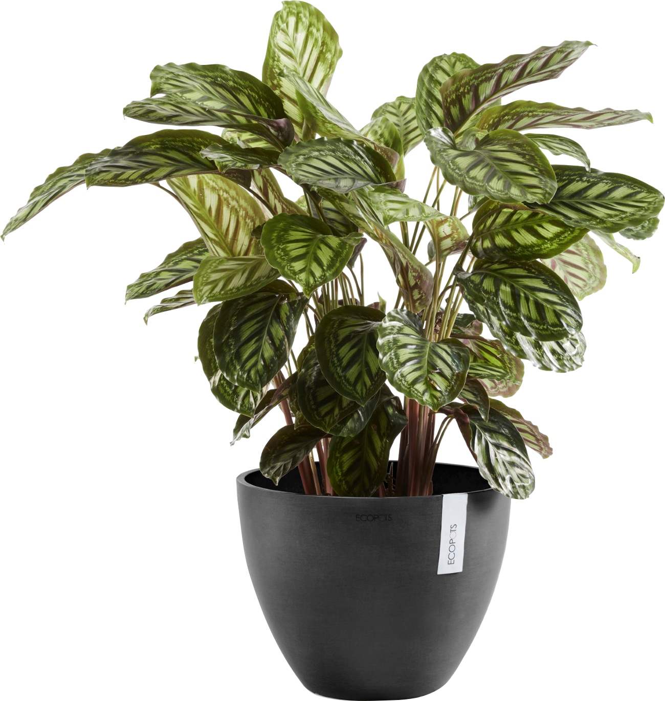 ECOPOTS Blumentopf »ANTWERP Dark Grey« BxTxH: 30x30x25,5 cm